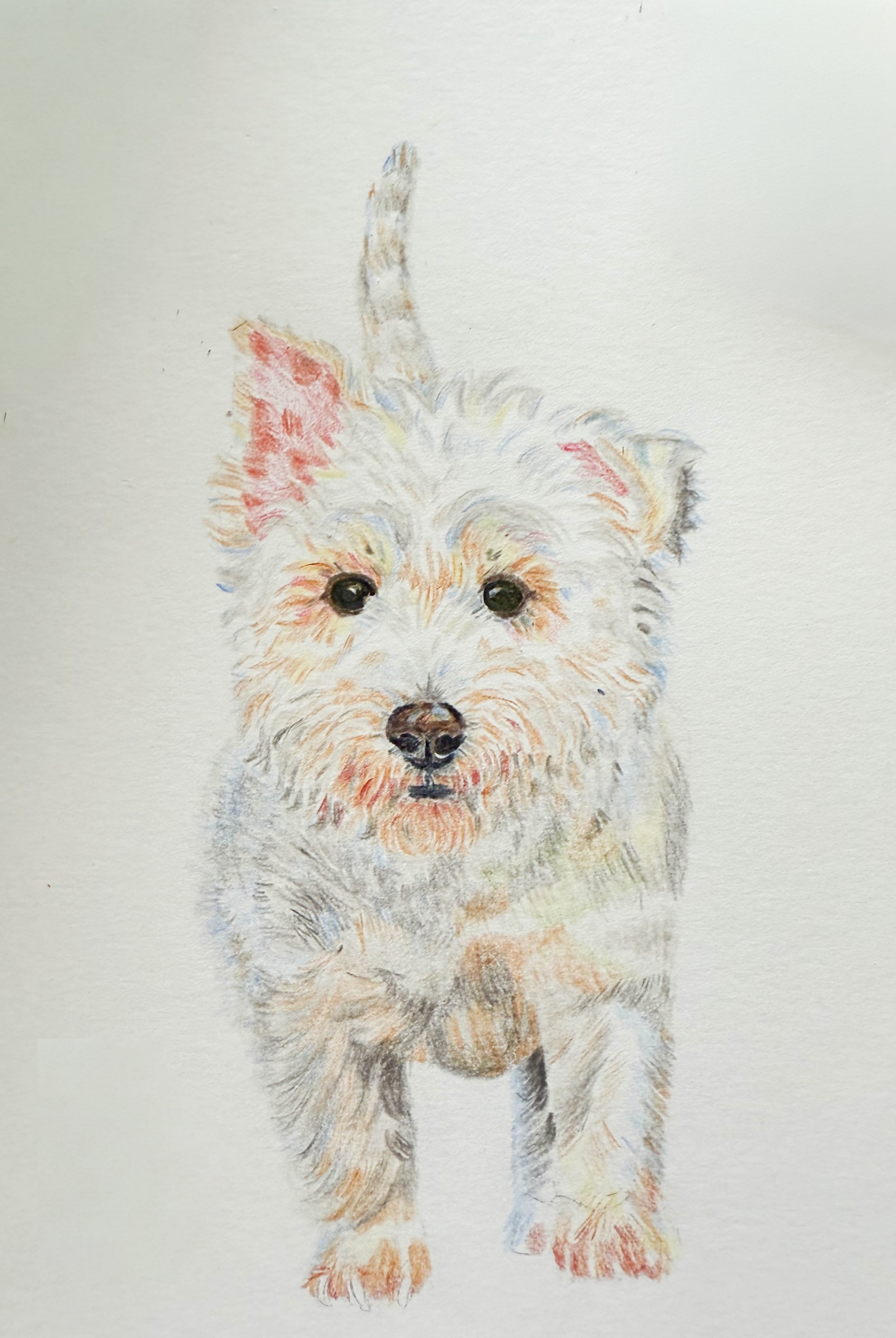 A watercolor painting of a small dog, possibly a terrier, with fluffy fur and a playful expression, walking towards the viewer.