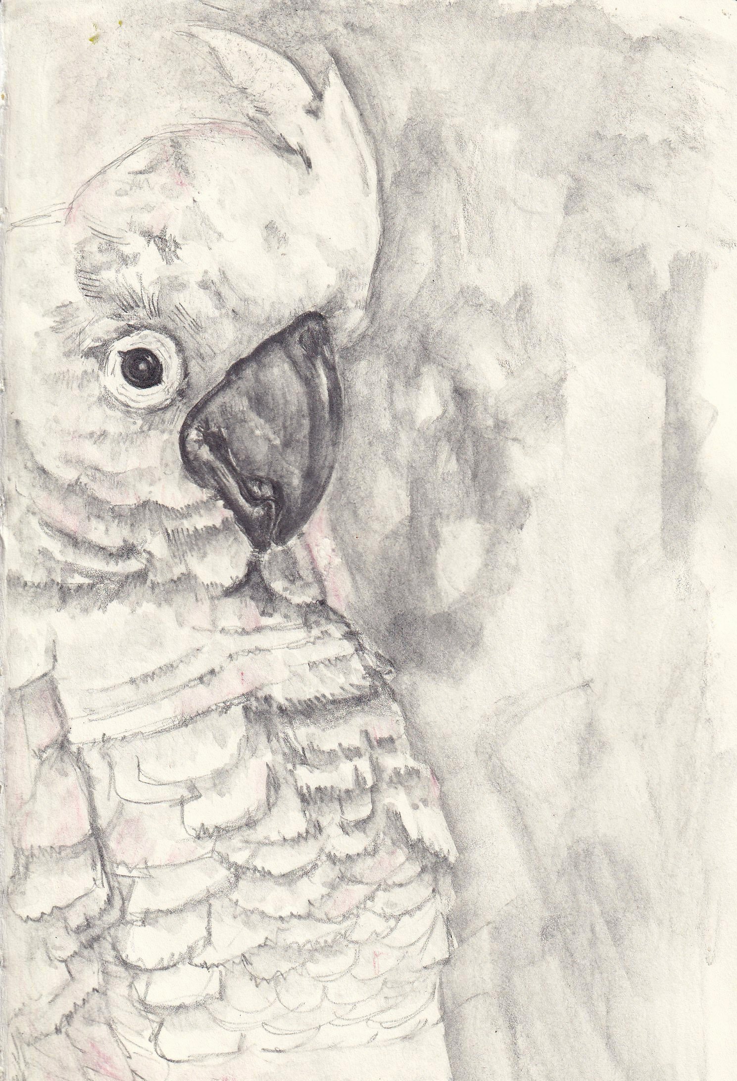 A pencil sketch of a fish, focusing on its face and upper body, with detailed scales and a large eye.