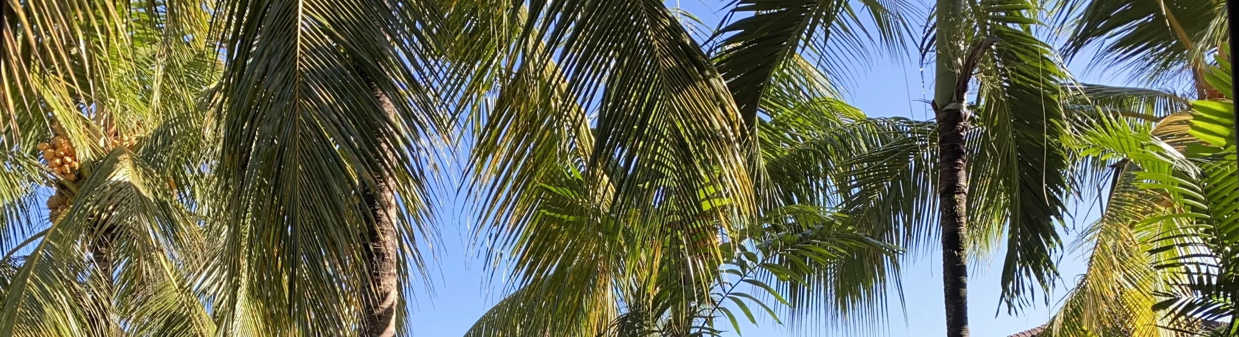 Blue palm background.jpg