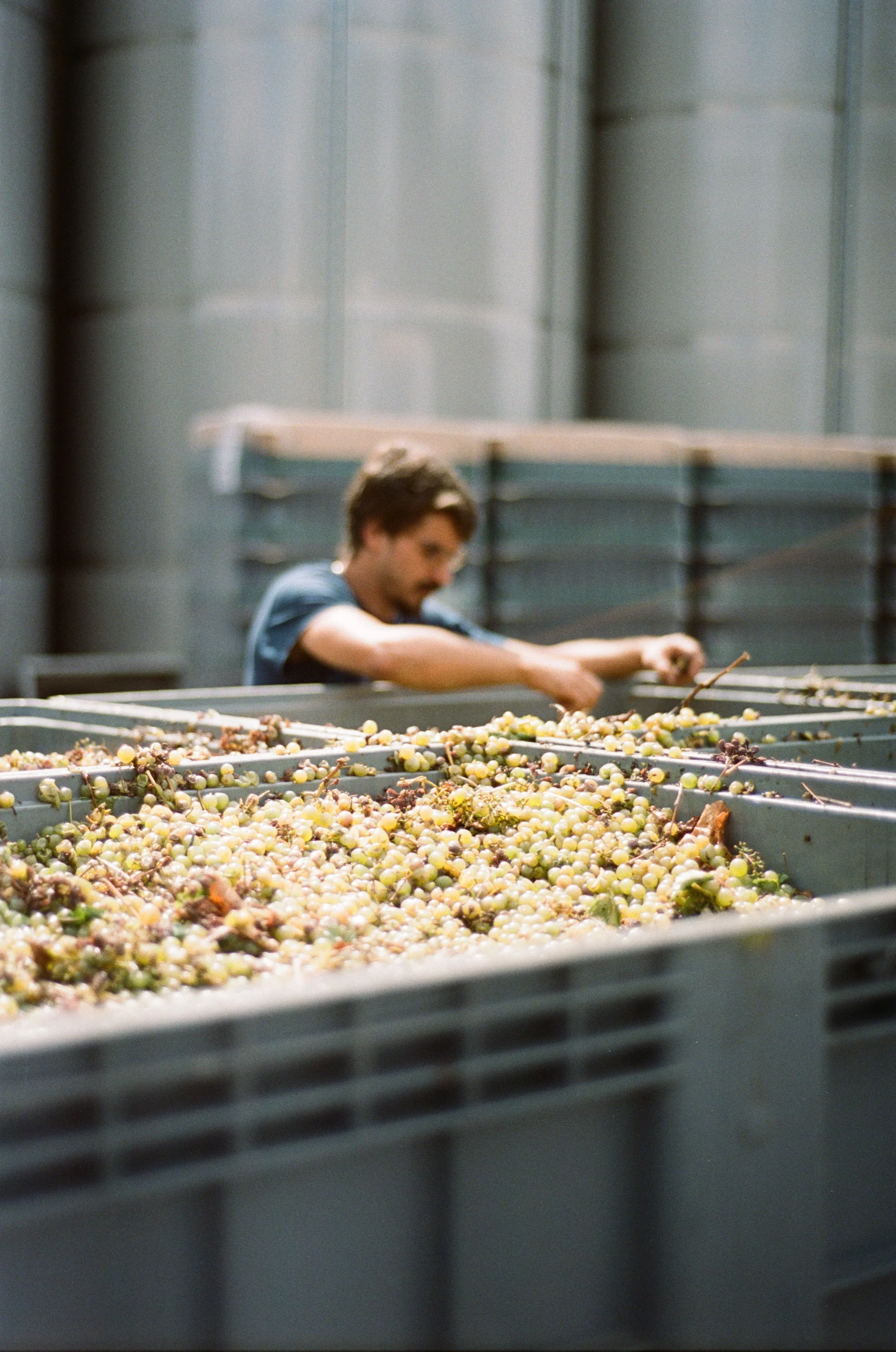 Homem trabalhando na colheita ou processamento de uvas em um ambiente industrial ou vinícola, com várias caixas cheio de uvas.