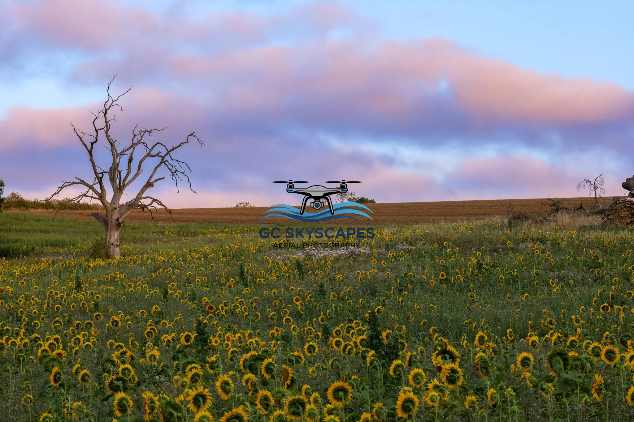 Sunflower Sunset