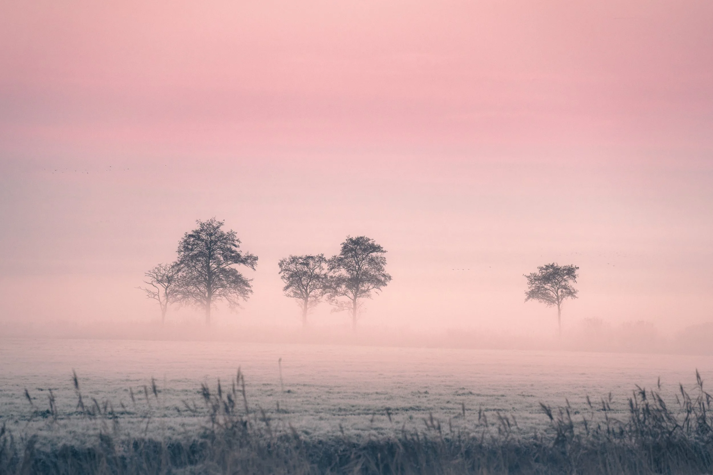 Nebel auf den Feldern bei Coldewärf