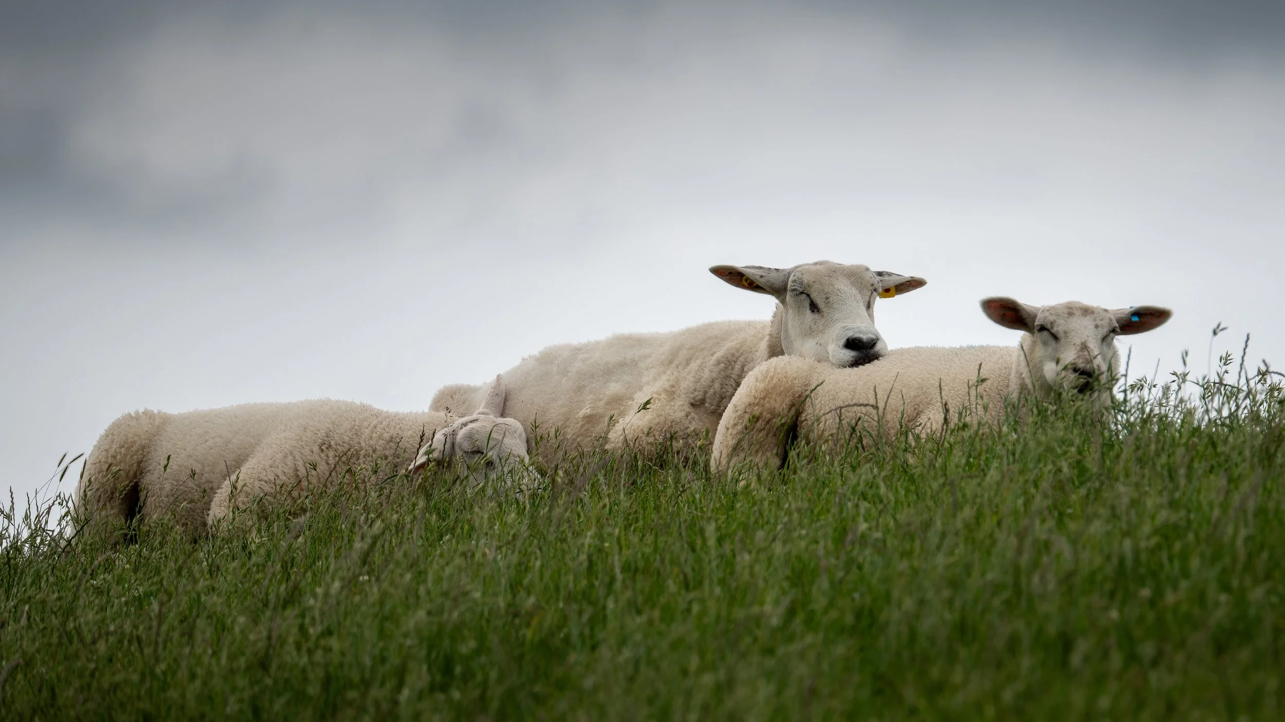 Schafe am Deich in Langwarden
