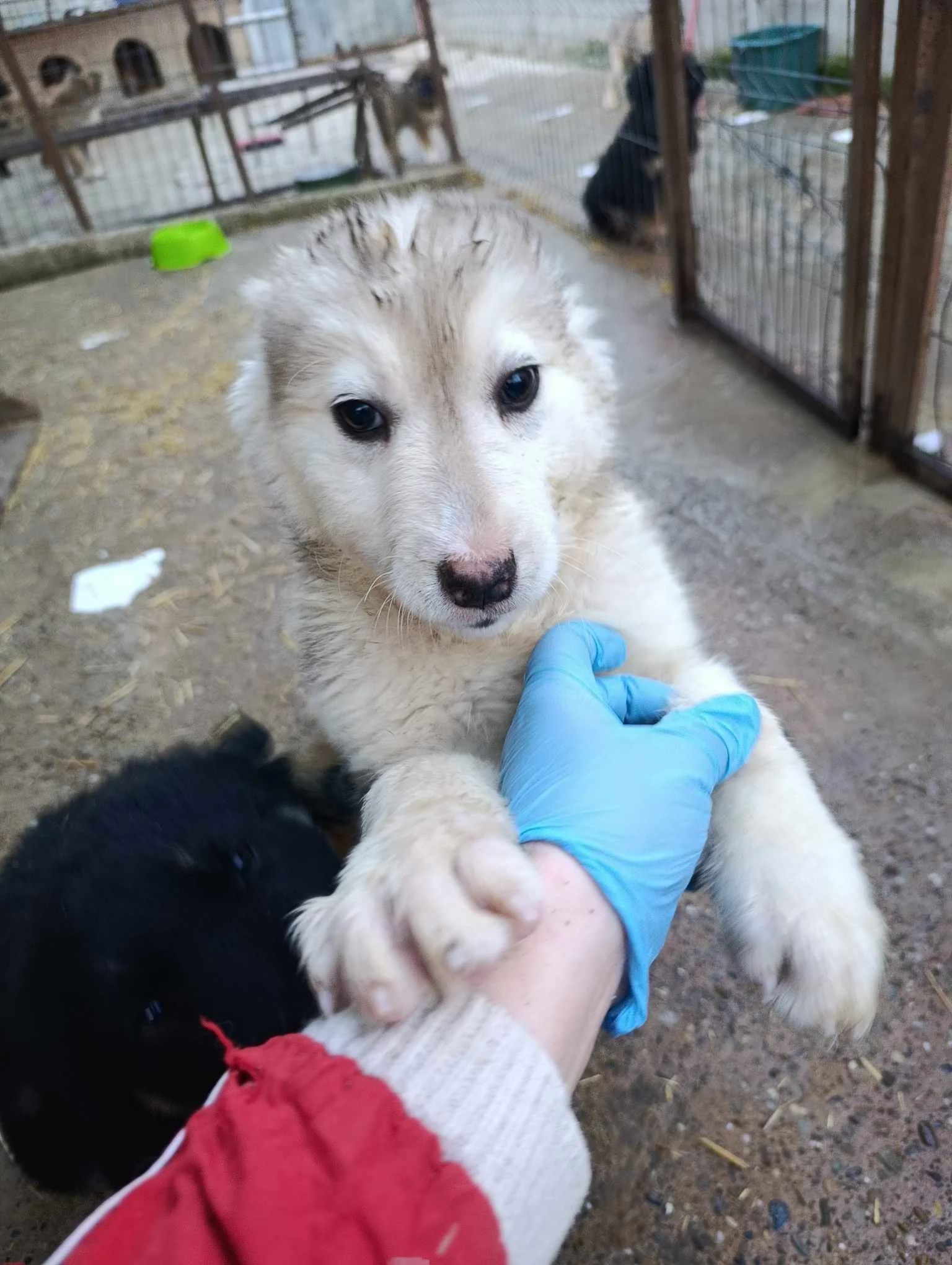Laska