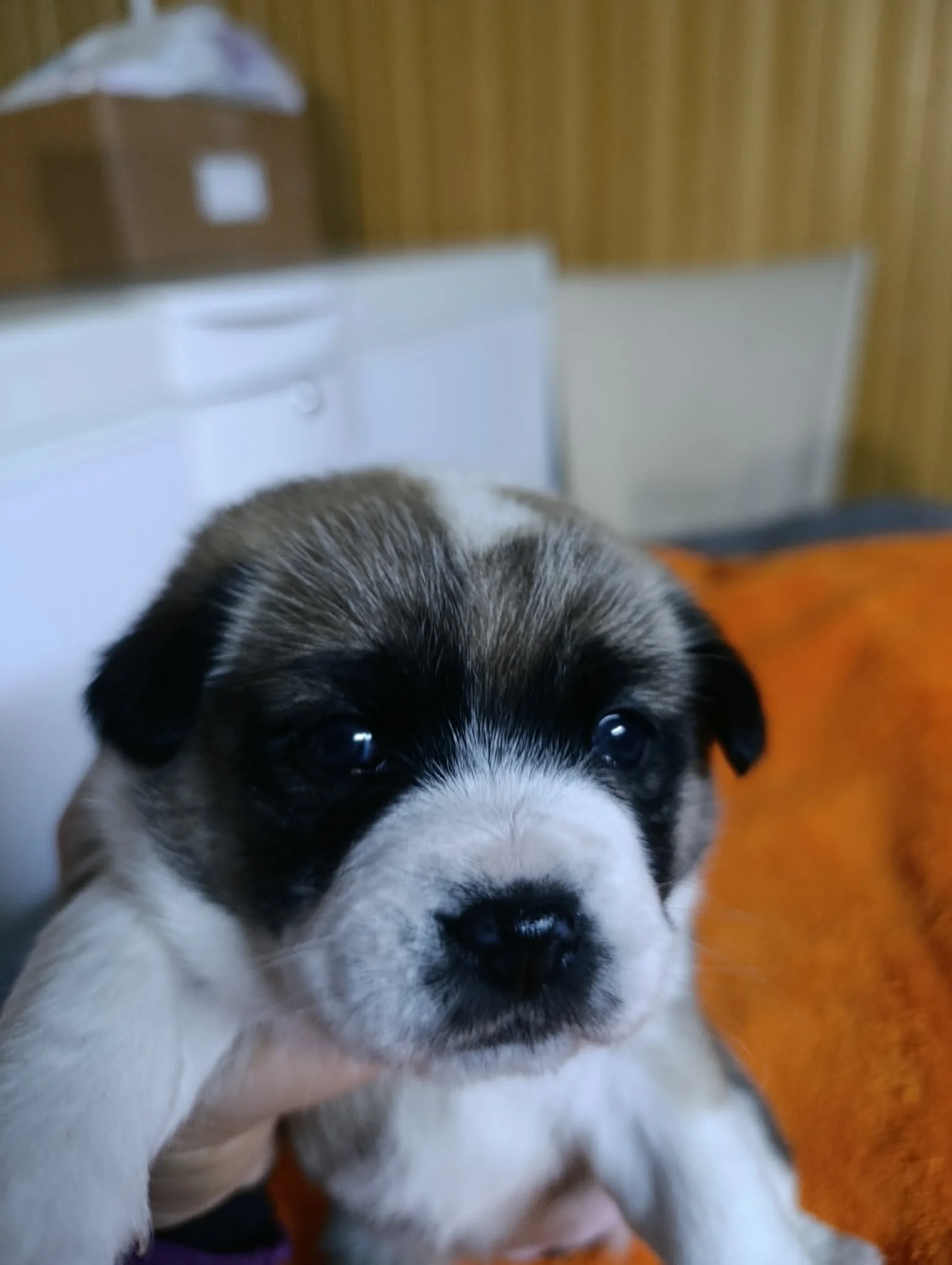 Ayla
