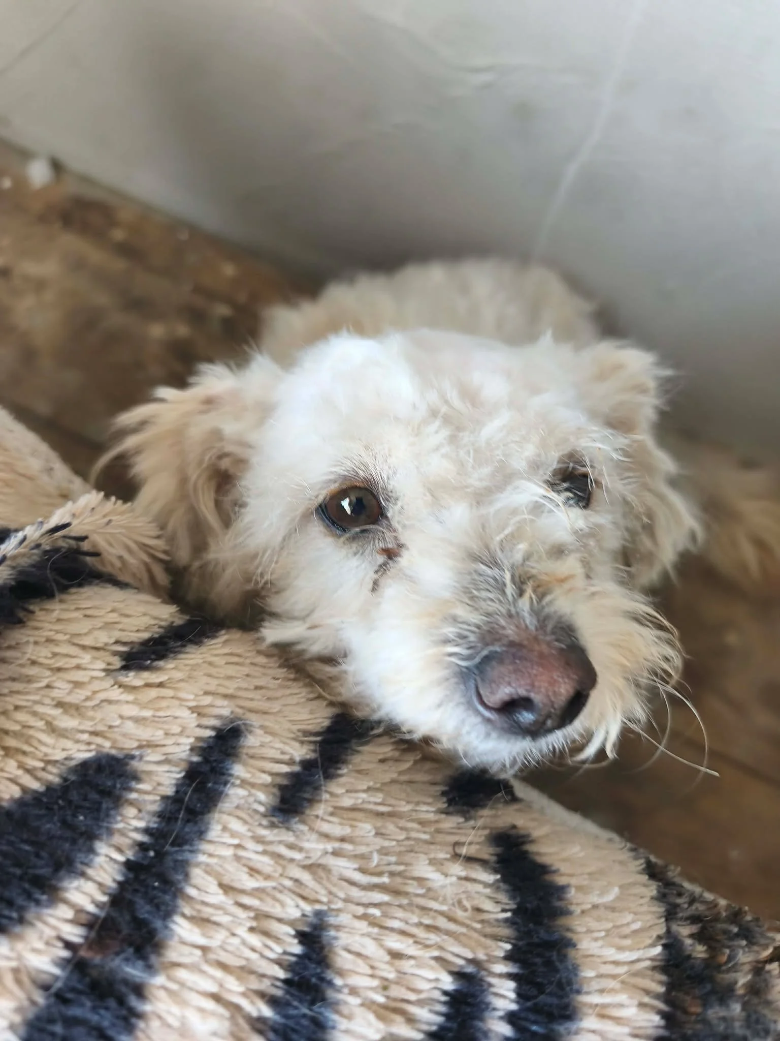Merida