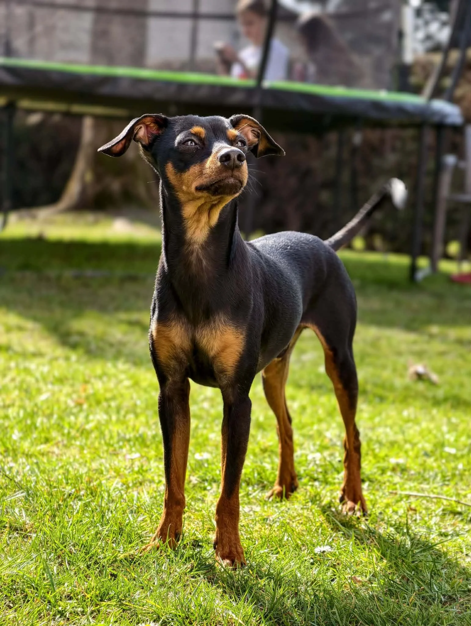Balu