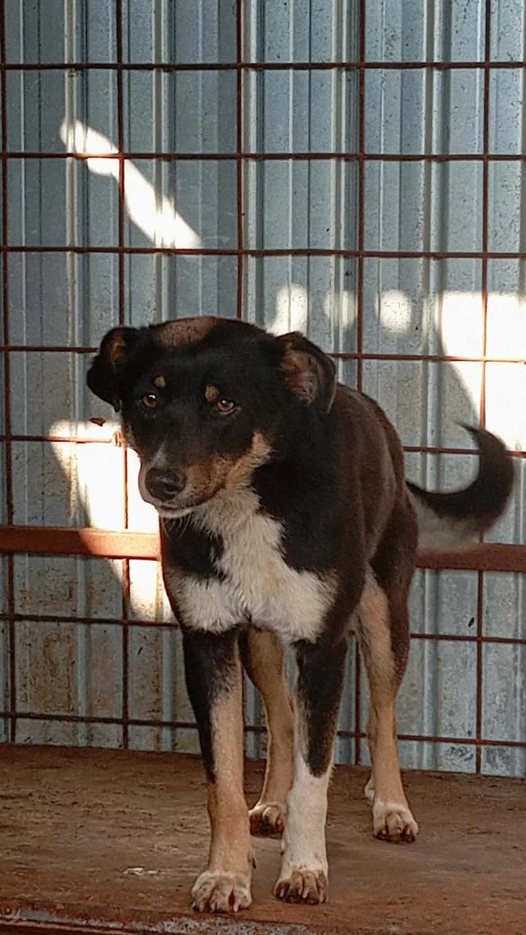 Kaya