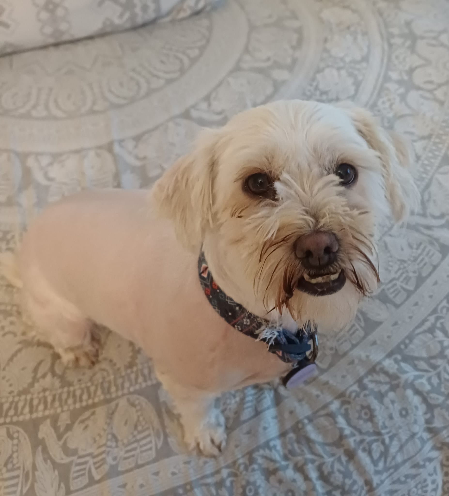 Dolly