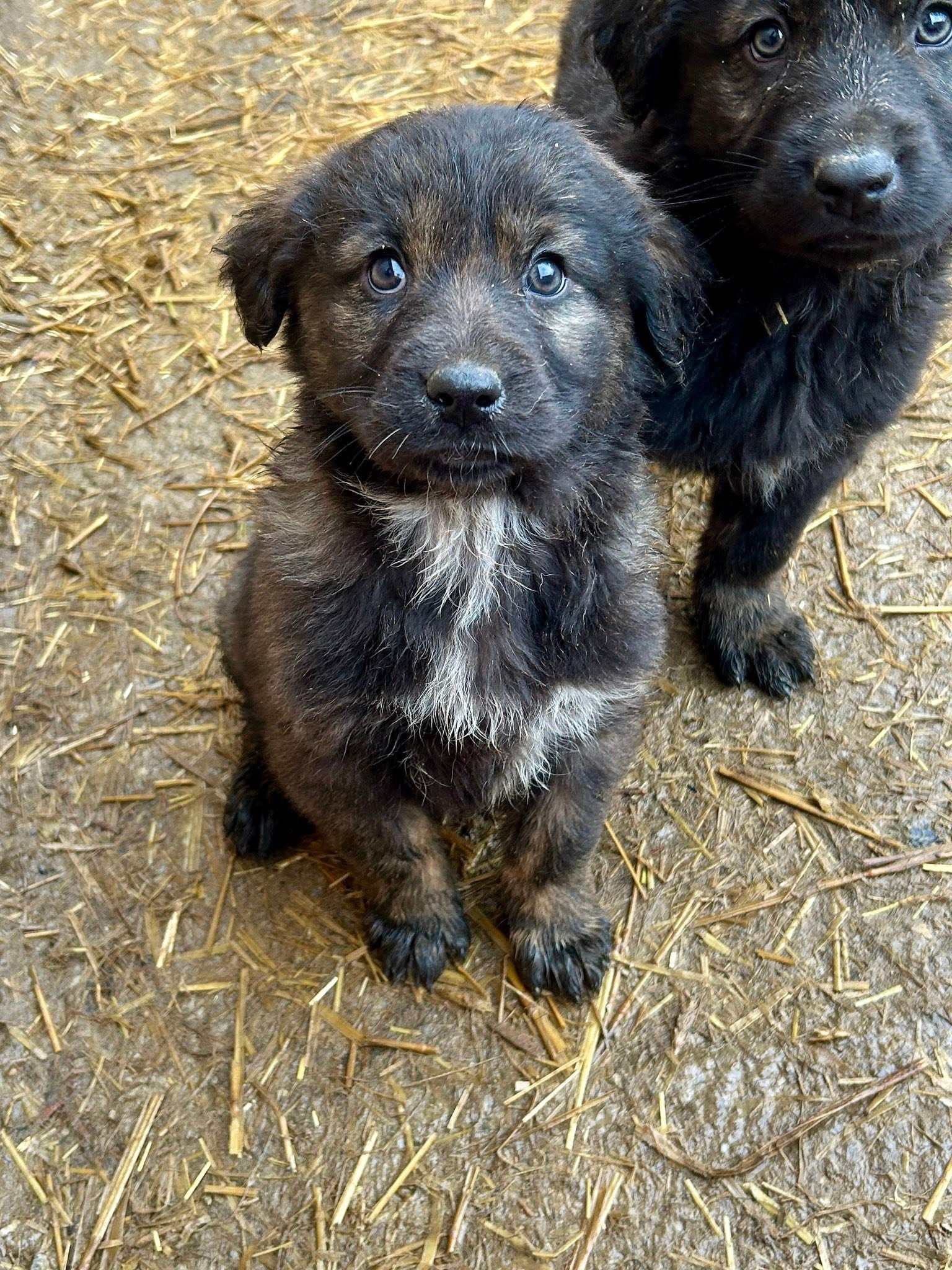 Milly