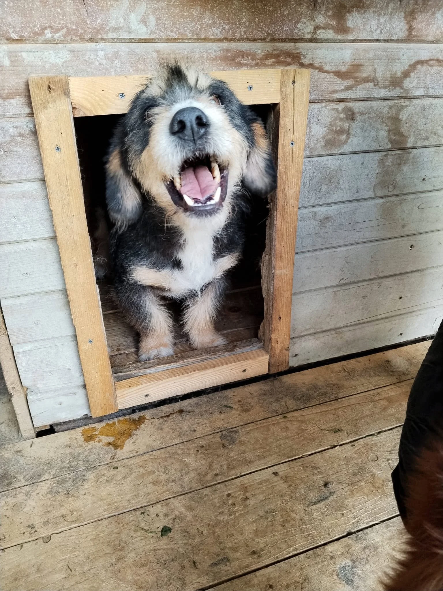 Fritz