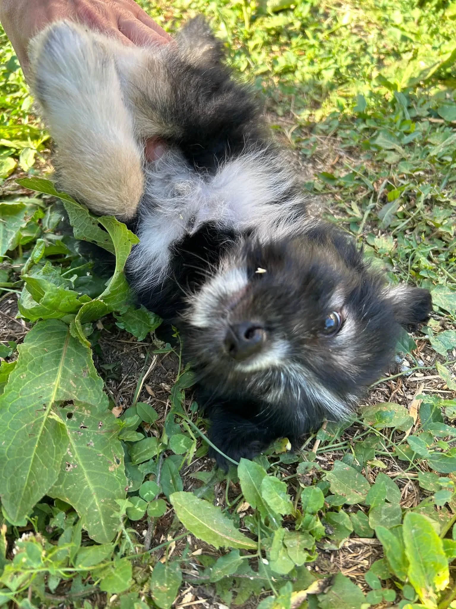 Hugo