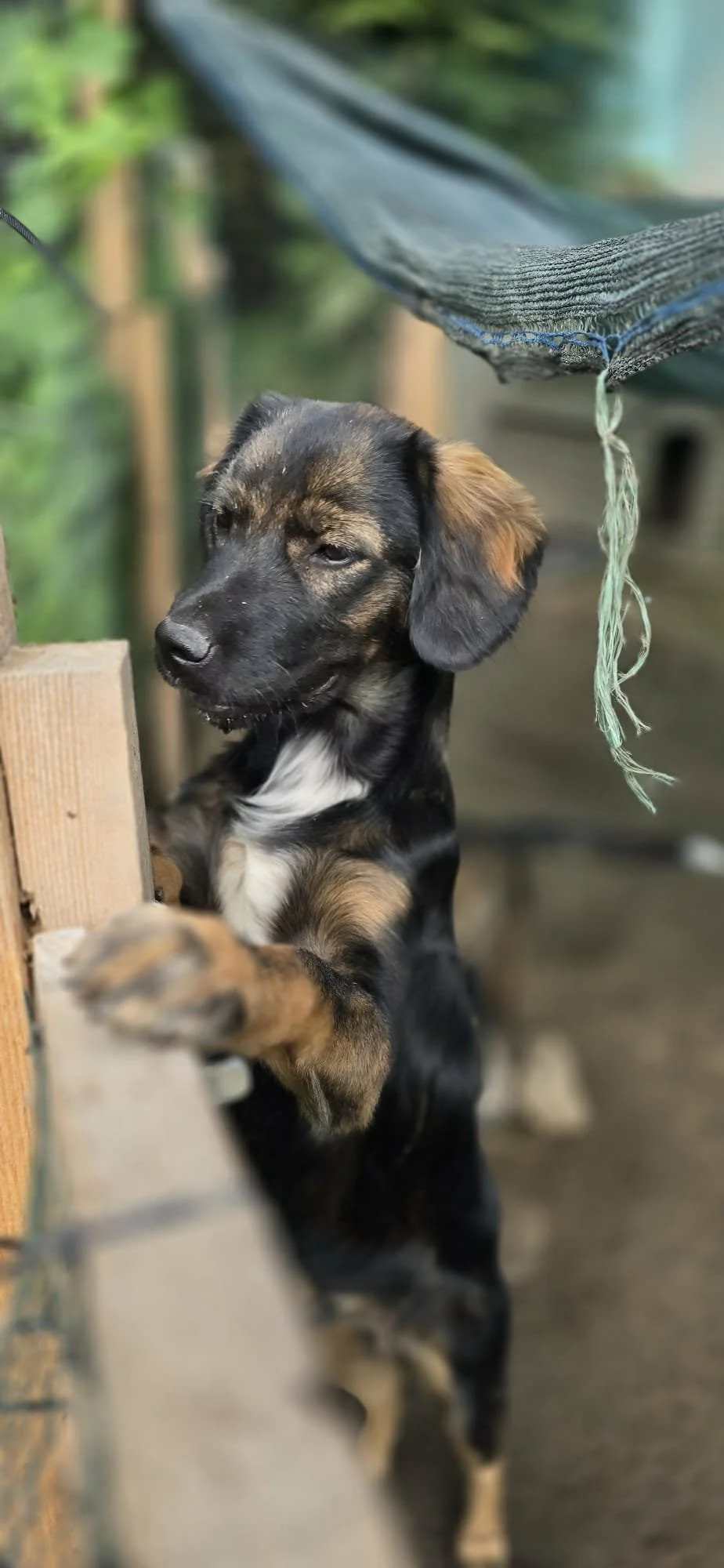 Pino
