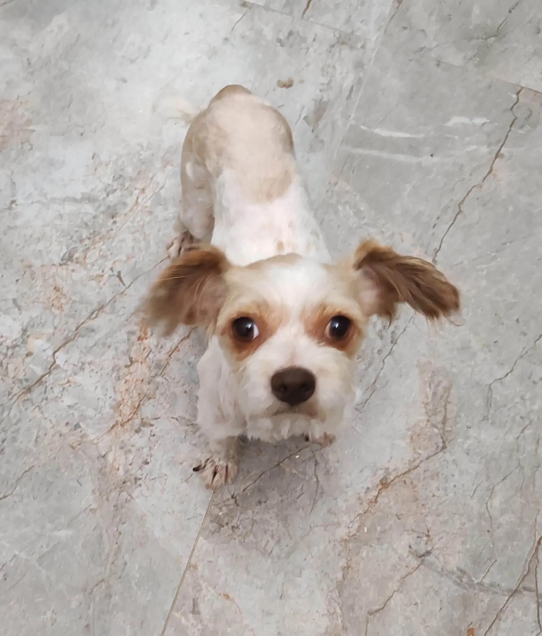 Nala