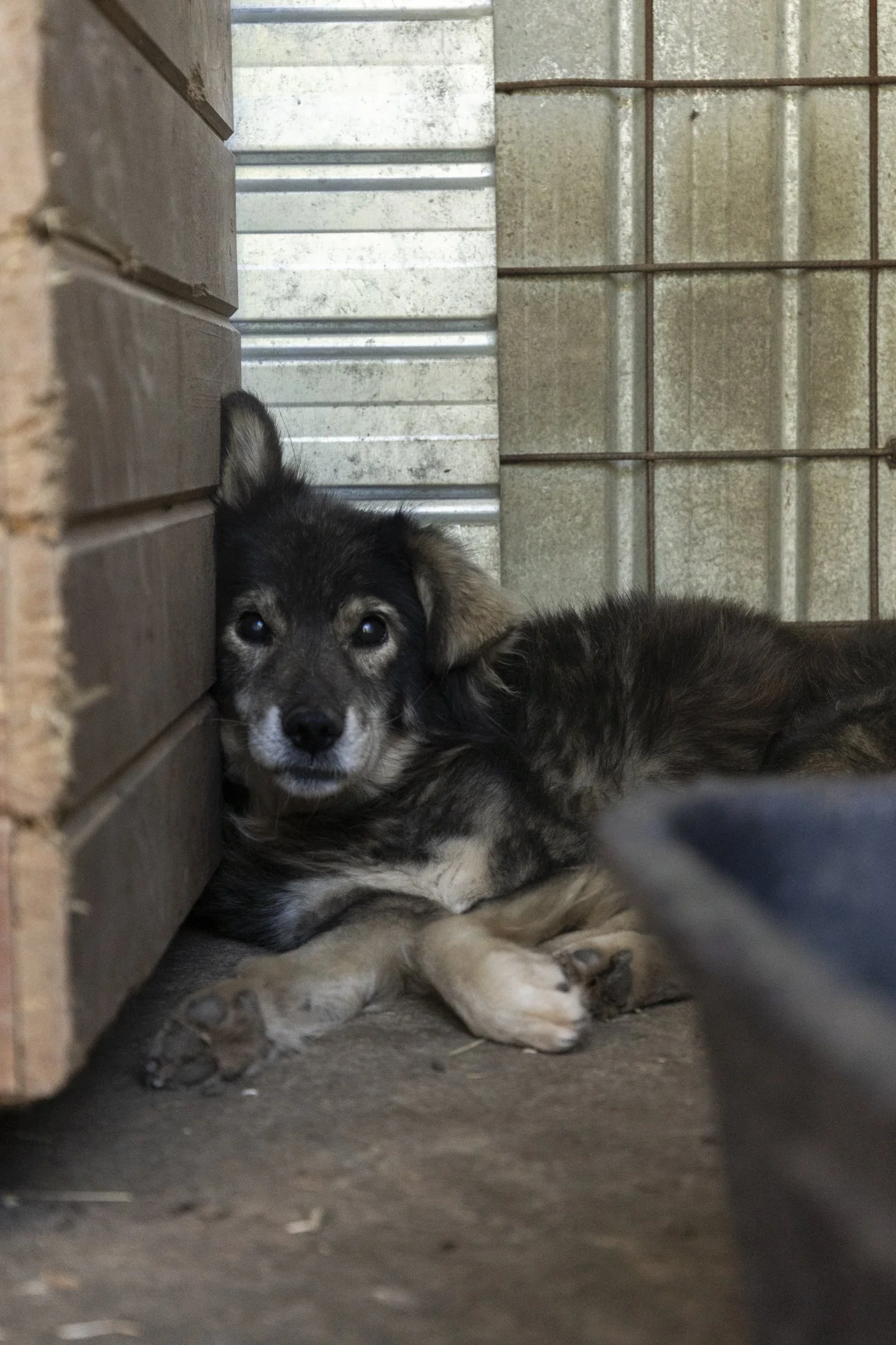 Ein Welpe liegt auf dem Boden in einem geschlossenen Raum, eingeklemmt zwischen einer Ziegelmauer und einem Metallzaun. Er hat dunkles Fell mit hellen Pfoten und Blick in die Kamera.