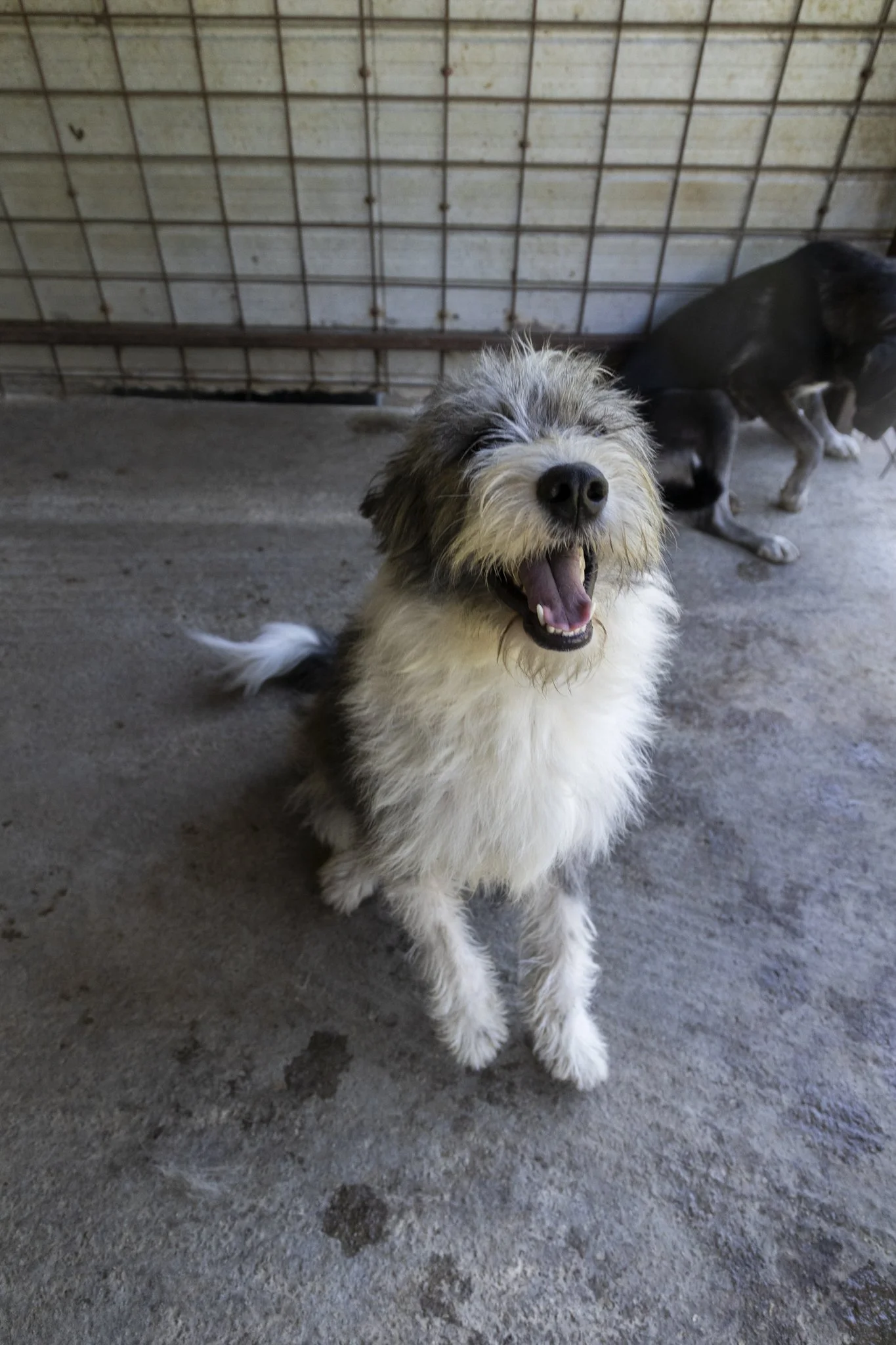 Ein lachender Hund mit grauem, weißem und schwarzem Fell sitzt auf einem Betonboden, im Hintergrund sind weitere Hunde in einem Käfig.