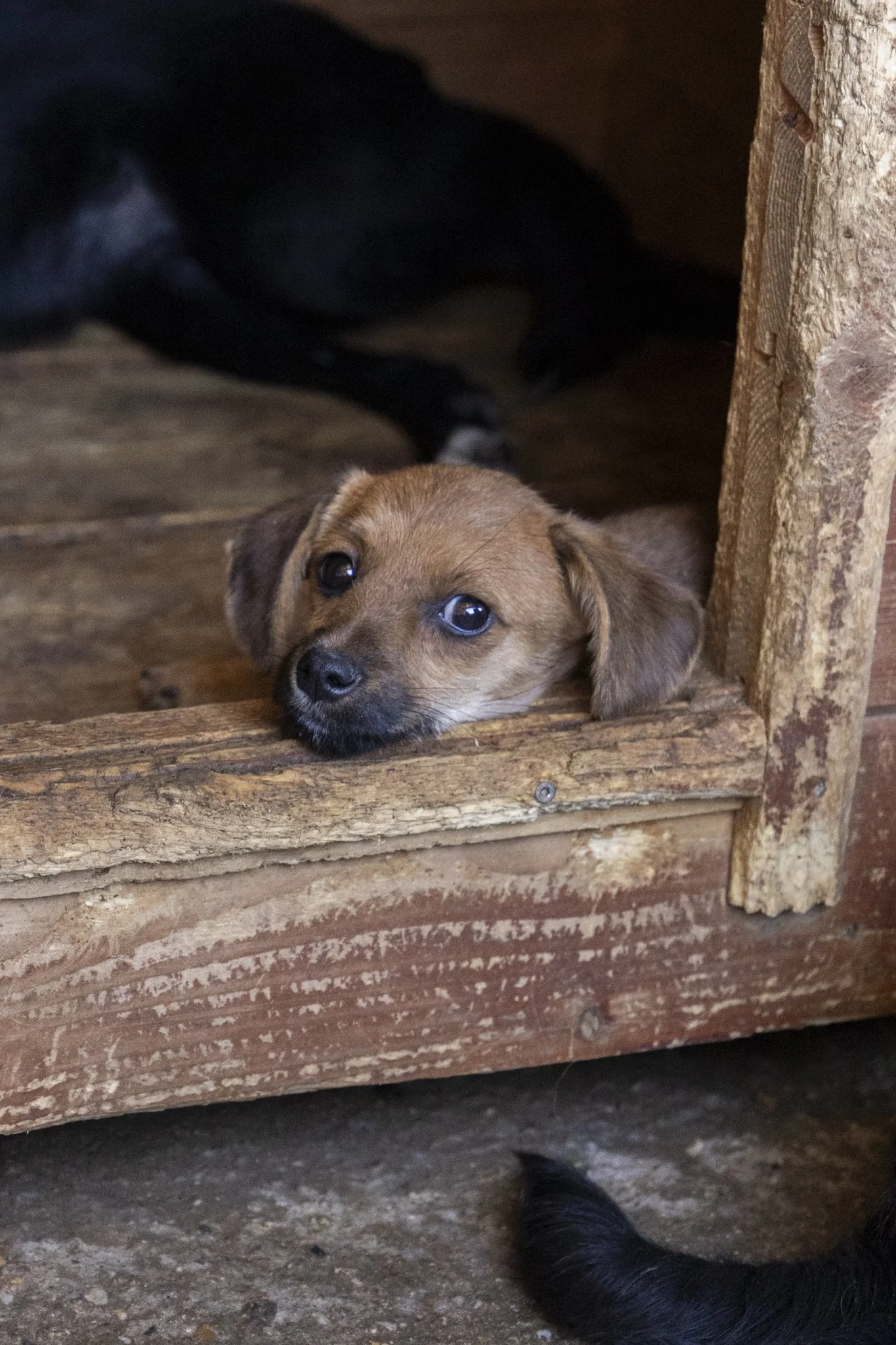 Ein kleiner brauner Hund mit blauen Augen liegt mit seinem Kopf auf der Holzschwelle eines Hundehauses, im Hintergrund ist ein schwarzer Hund zu sehen.