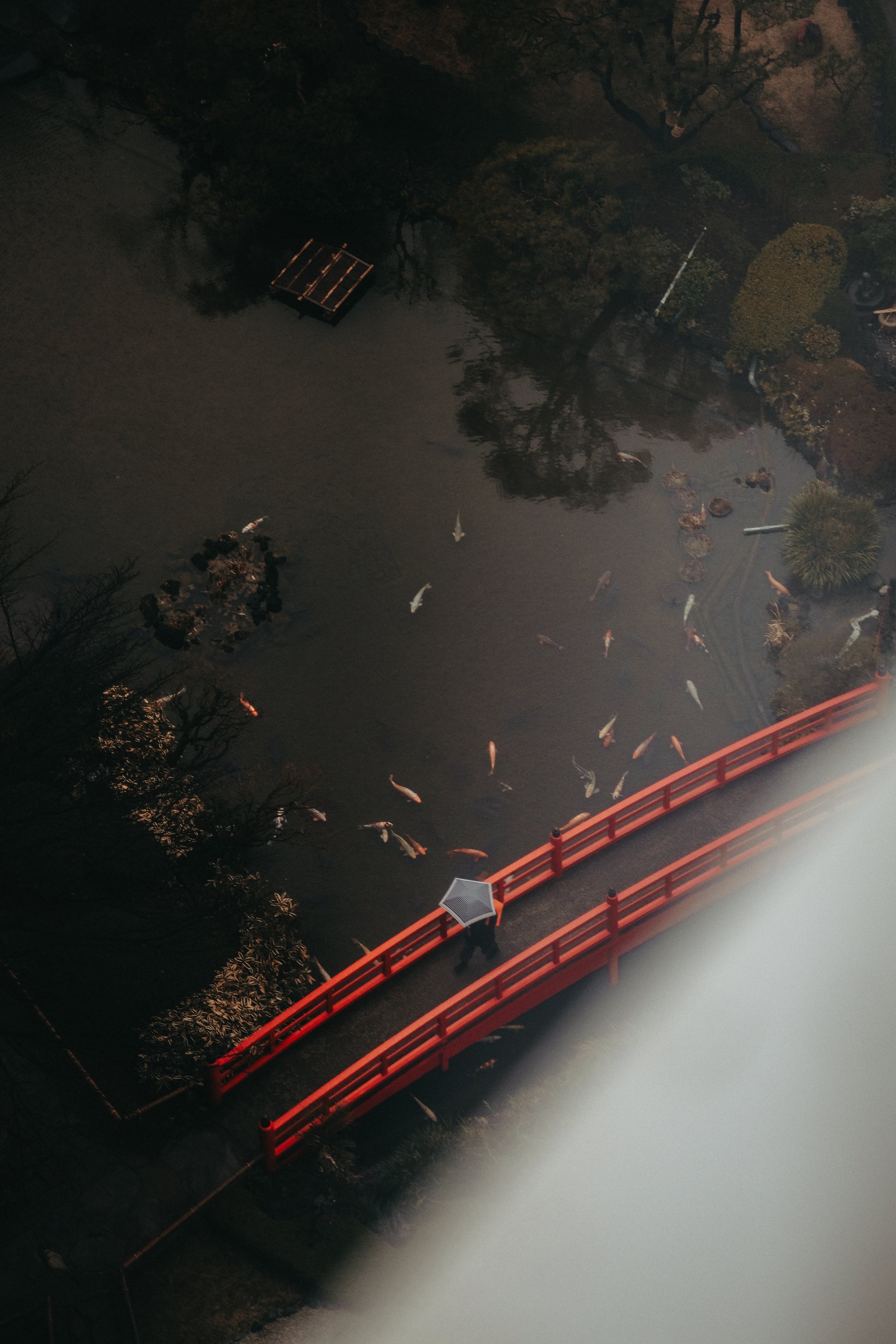 Ein Mensch mit Regenschirm spaziert auf einer roten Brücke über einen Teich mit Koi-Fischen bei Nacht.