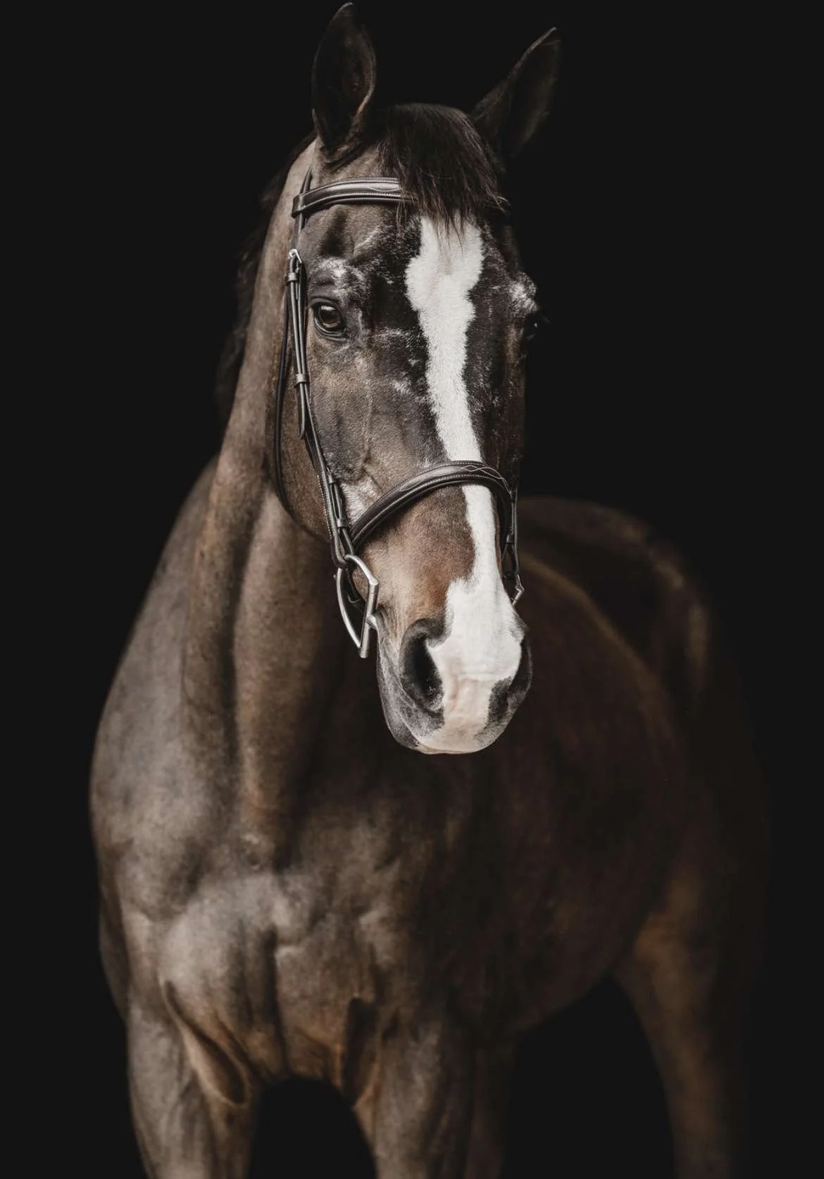 A close-up of a brown horse with a white stripe on its face, wearing a bridle, against a black background.