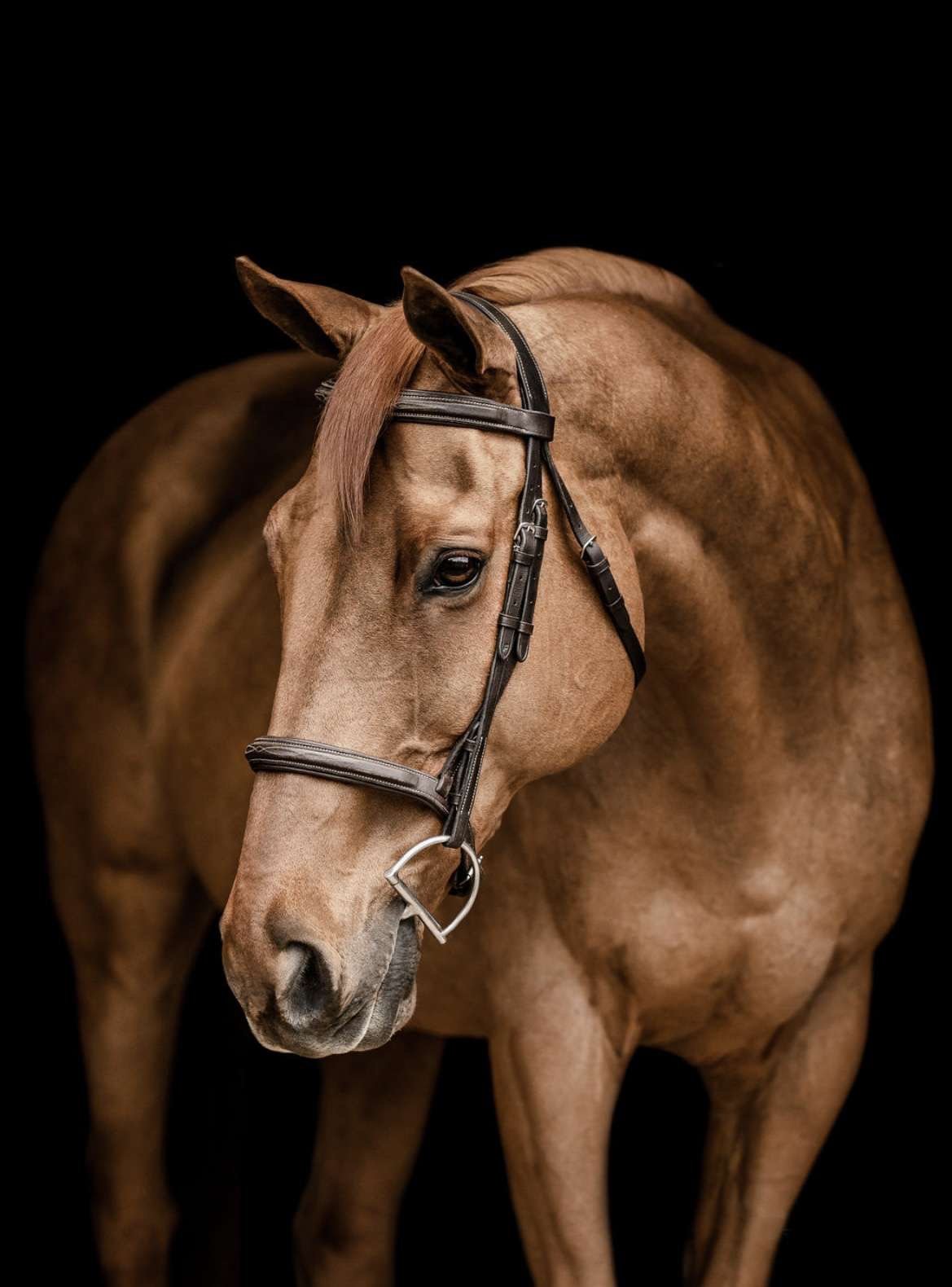 A brown horse with a black bridle against a black background.