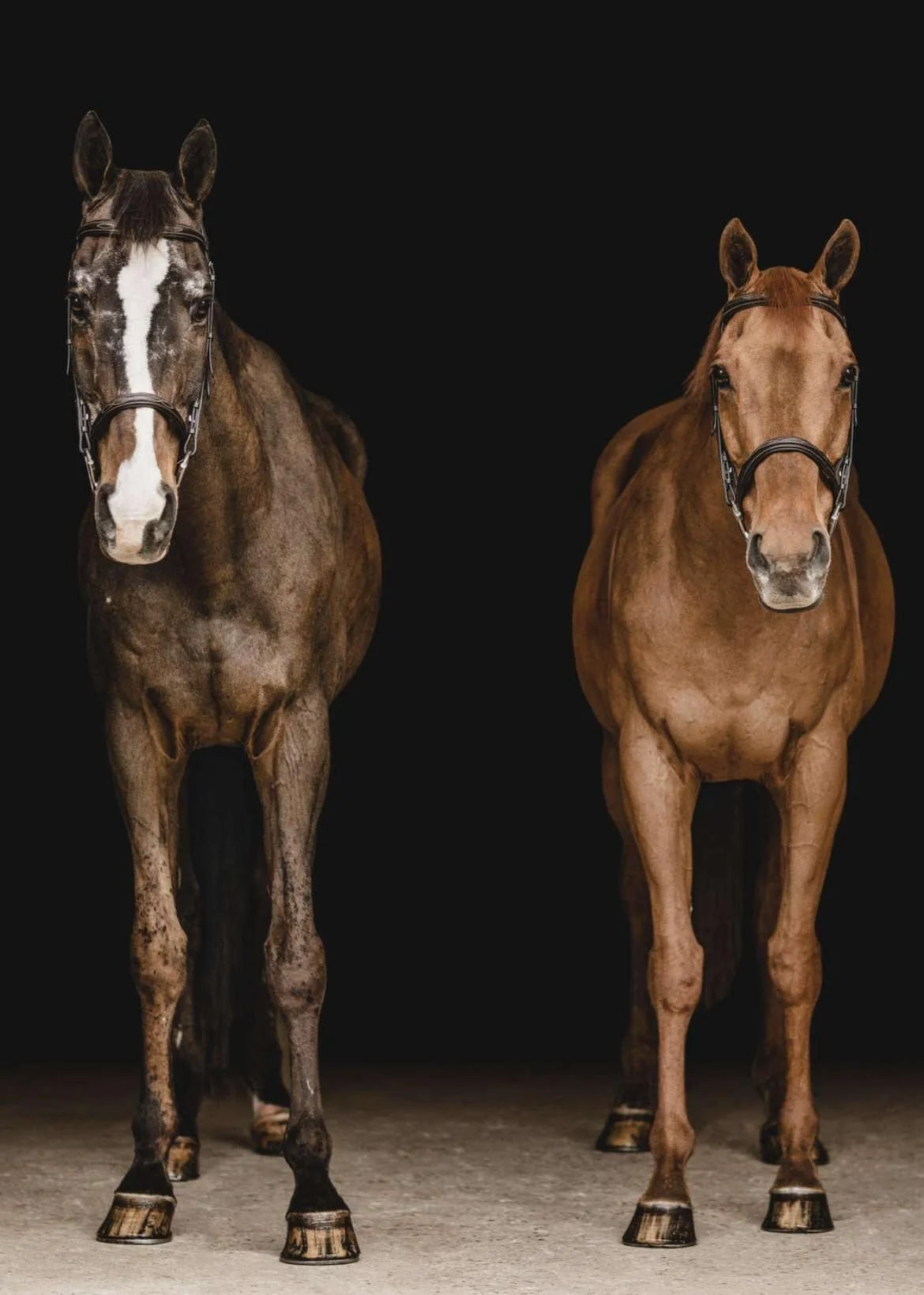 Two brown horses standing side by side against a black background, facing forward, wearing bridles.