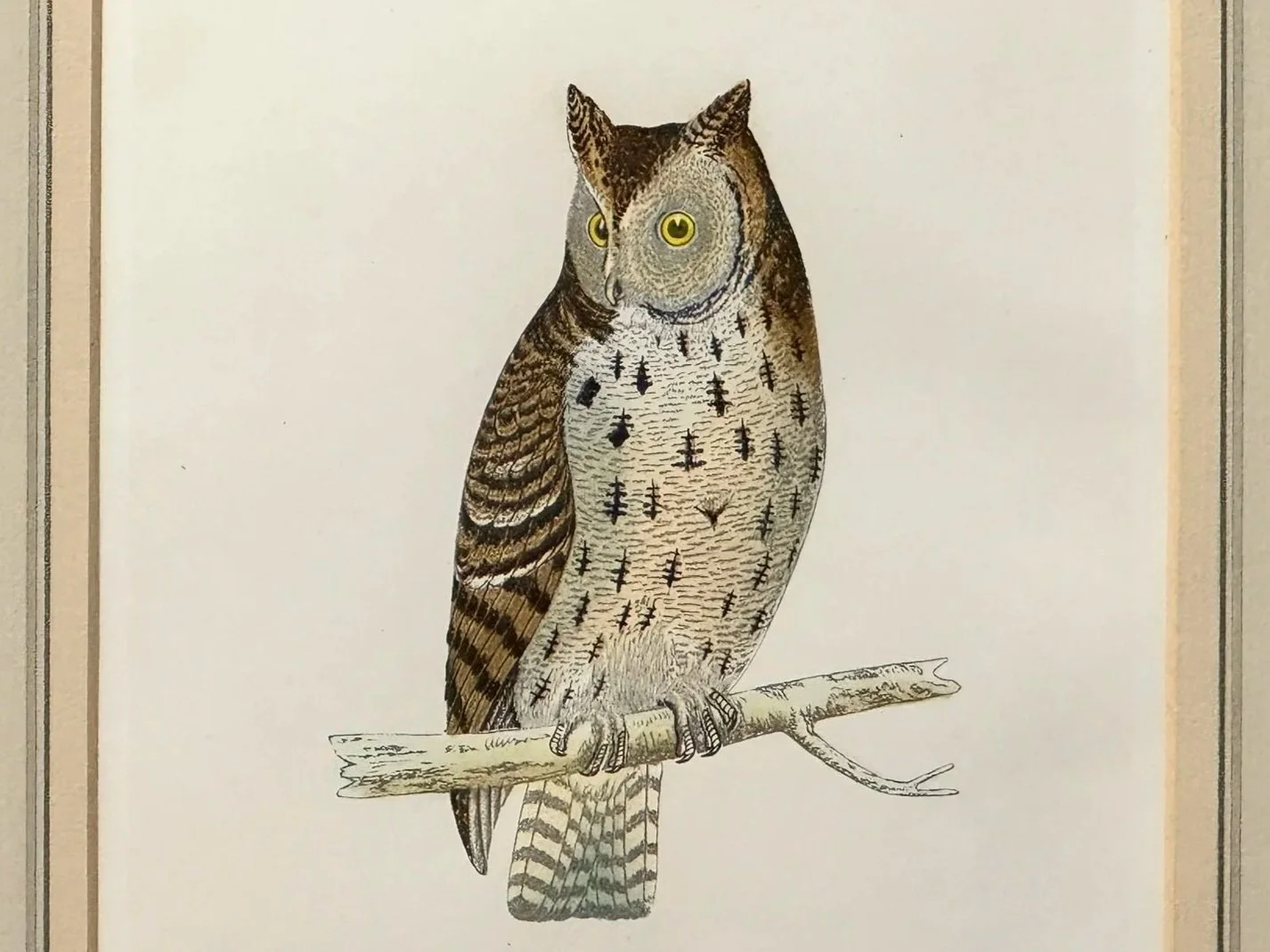 Mottled owl bird print by Fawcett in a history of british birds