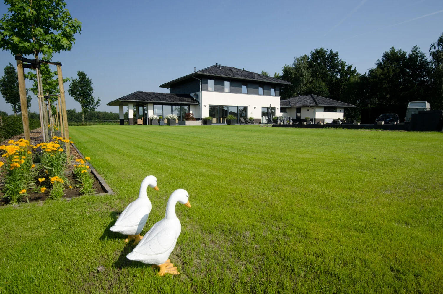 20130708_1006 Dassen te Weert_9.jpg