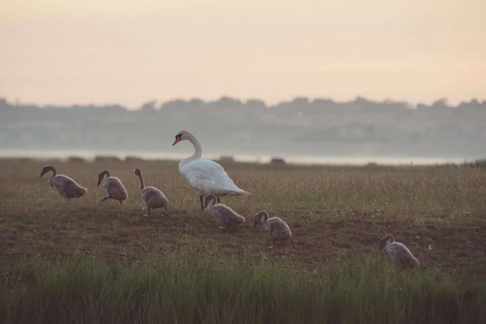 Elmley-Nature-Reserve-Sunrise-Monday-29th-June-2015-74-Large.webp