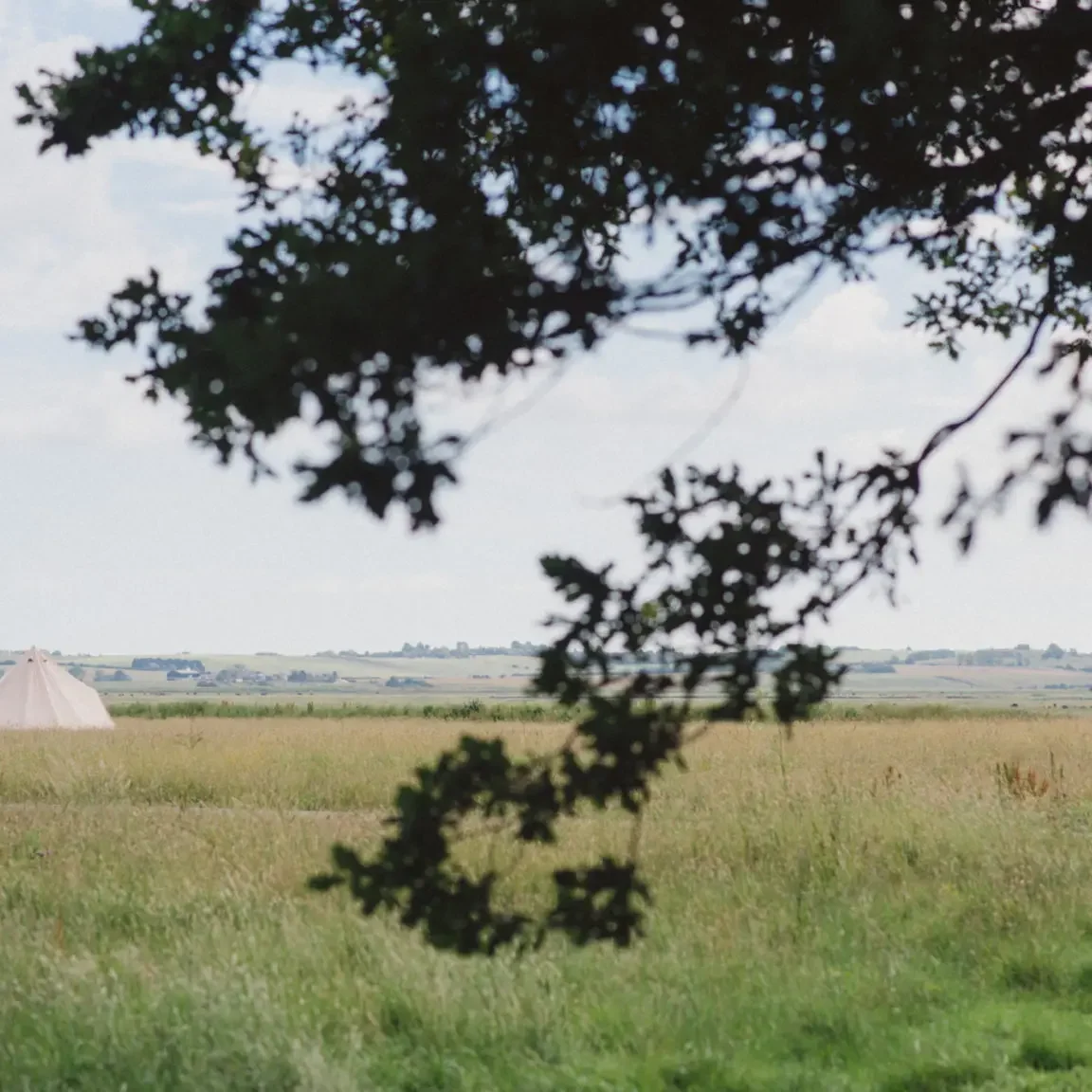 Elmley-Nature-Reserve-June-2020-26.webp