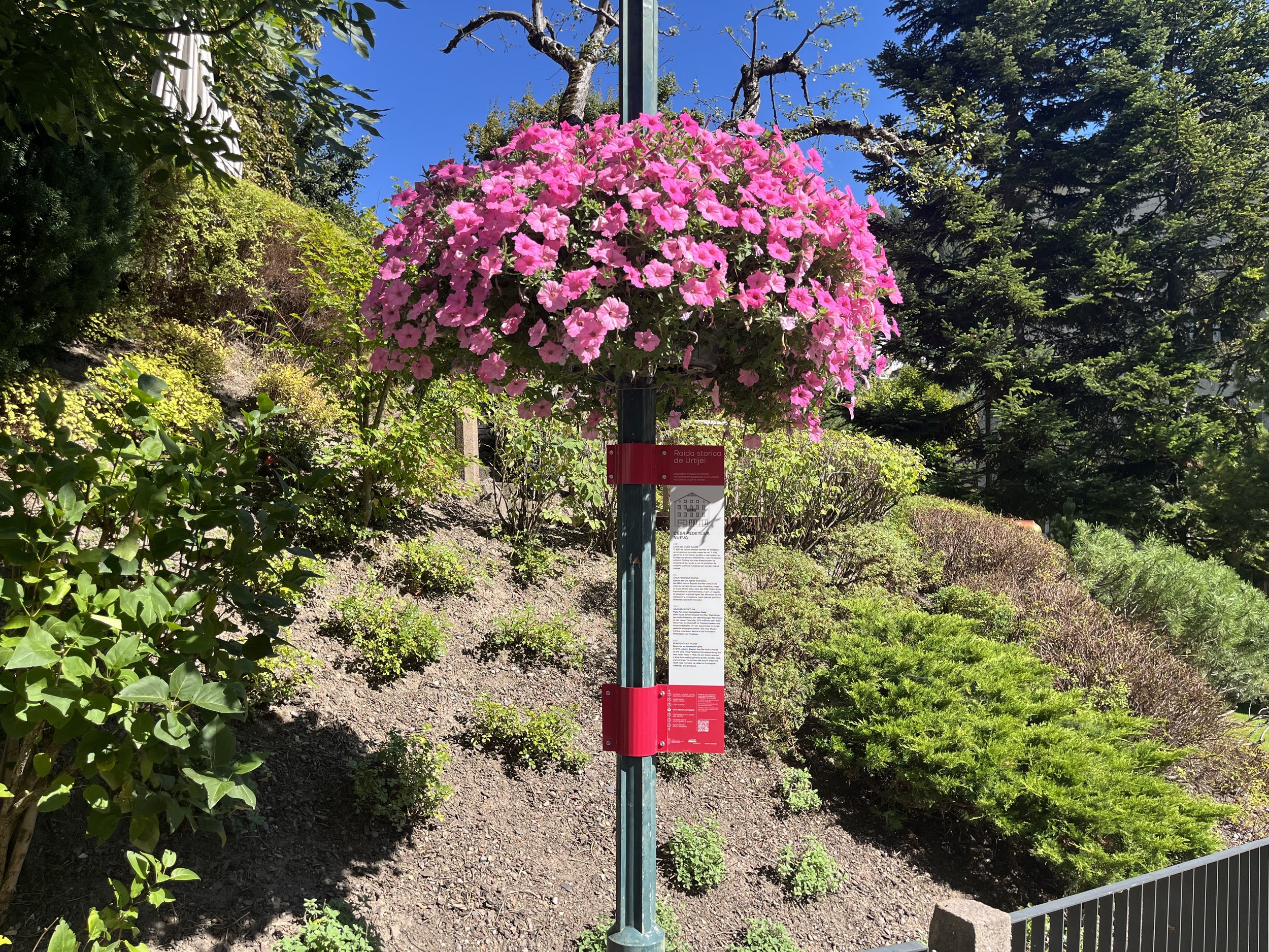 Hängende pinke Blumen an einem Laternenpfahl in einem Garten mit Büschen und Bäumen bei sonnigem Wetter.