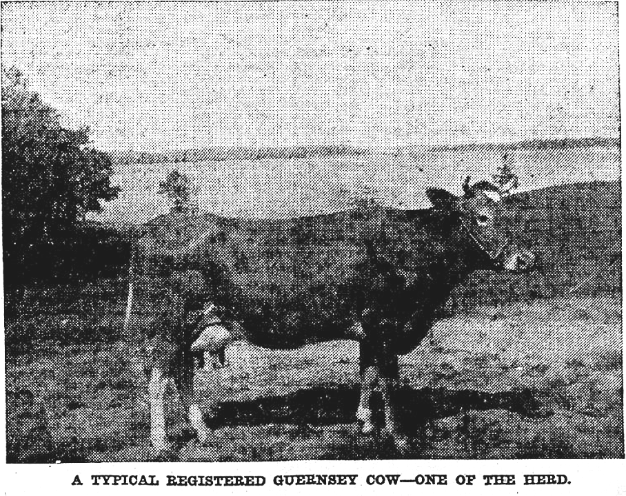 The Purest Milk in Minnesota!