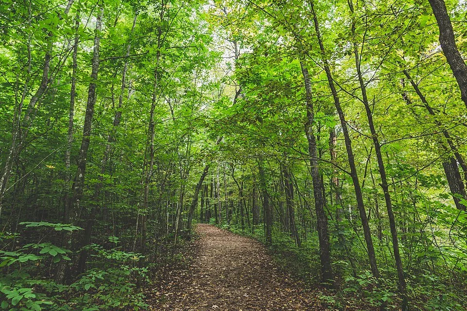 What Were the “Big Woods?”