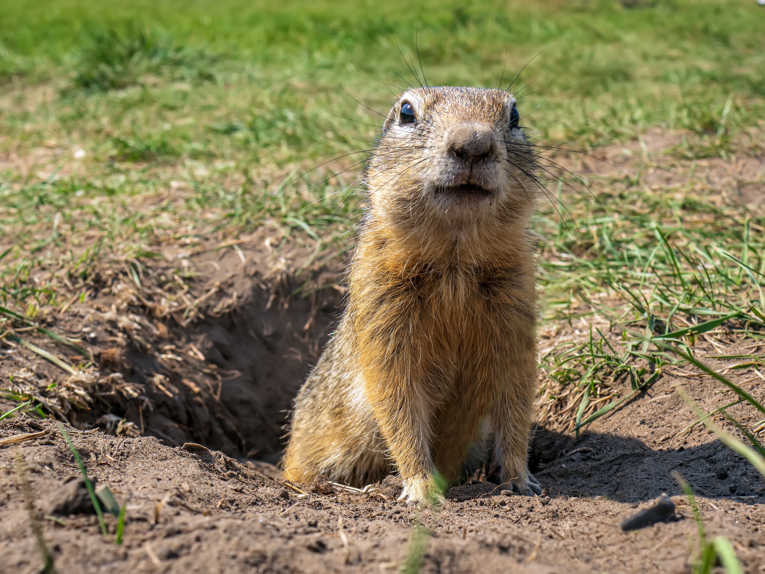 gopher-is-standing-lawn-near-its-hole-looking-camera-close-up.jpg