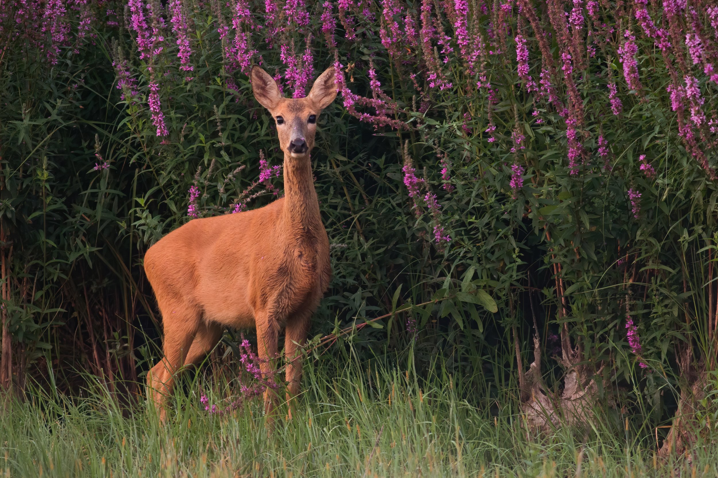 female-roe-deer-standing-blooming-flowers-summer.jpg