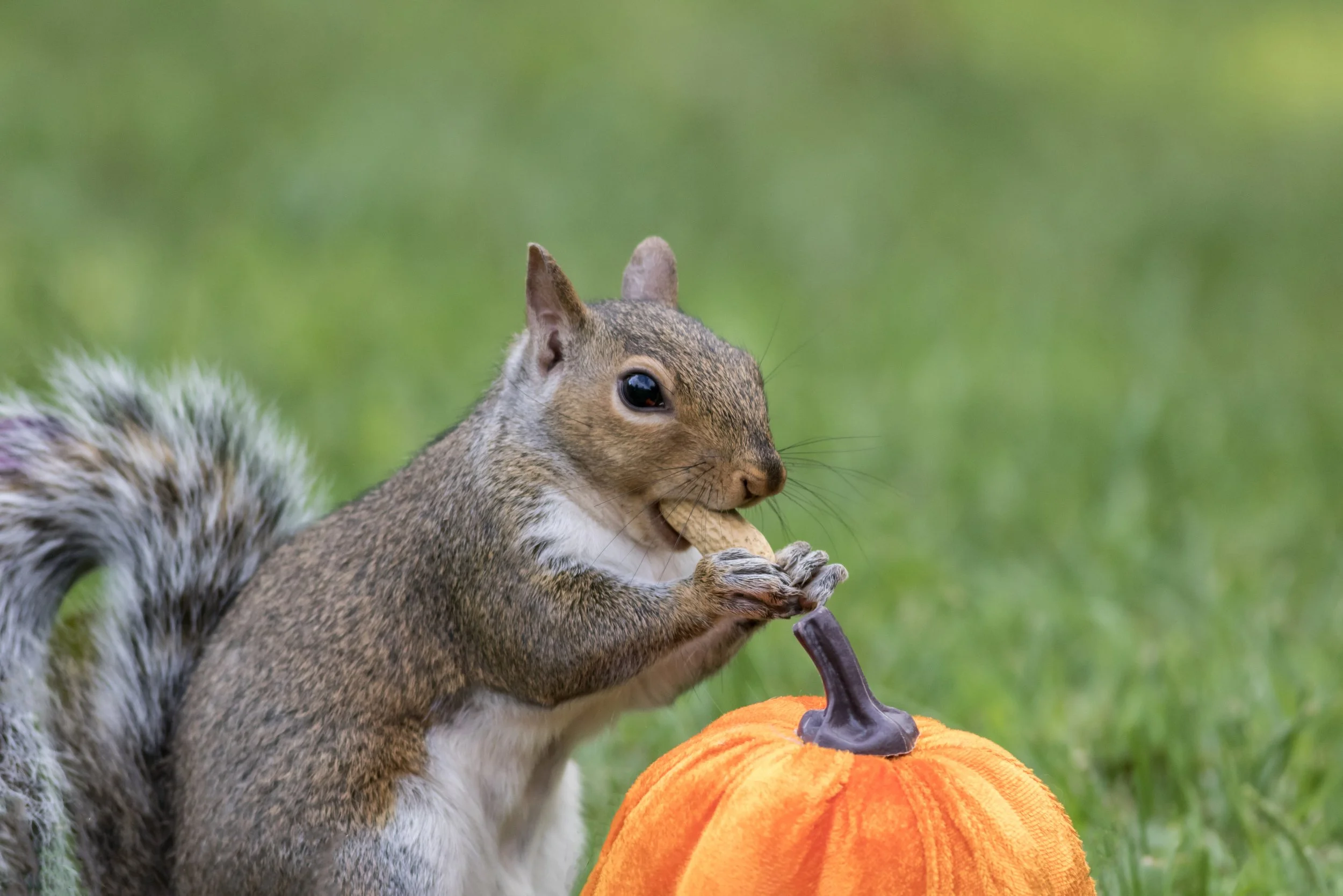 closeup-shot-squirrel-pumpkin-eating-peanut.jpg