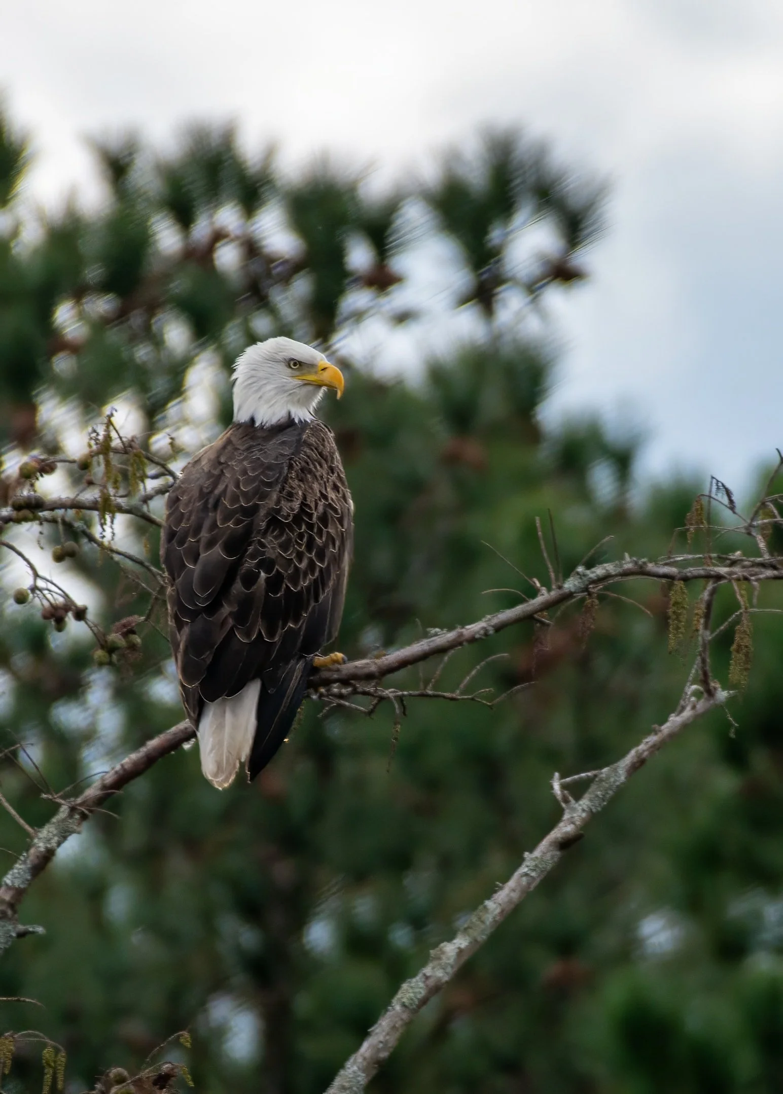 A bald eagle perched on a branch with green pine trees and cloudy sky in the background.