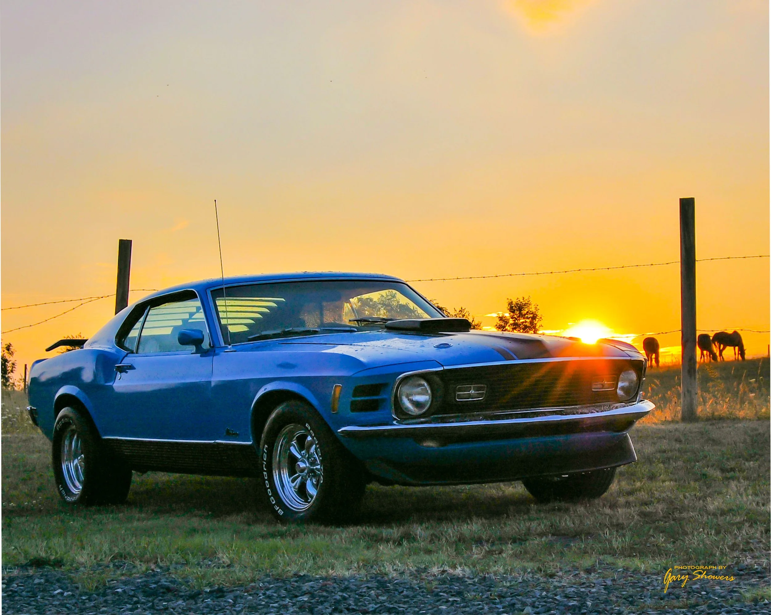 A blue classic muscle car parked on a grassy field at sunset, with horses grazing in the background.
