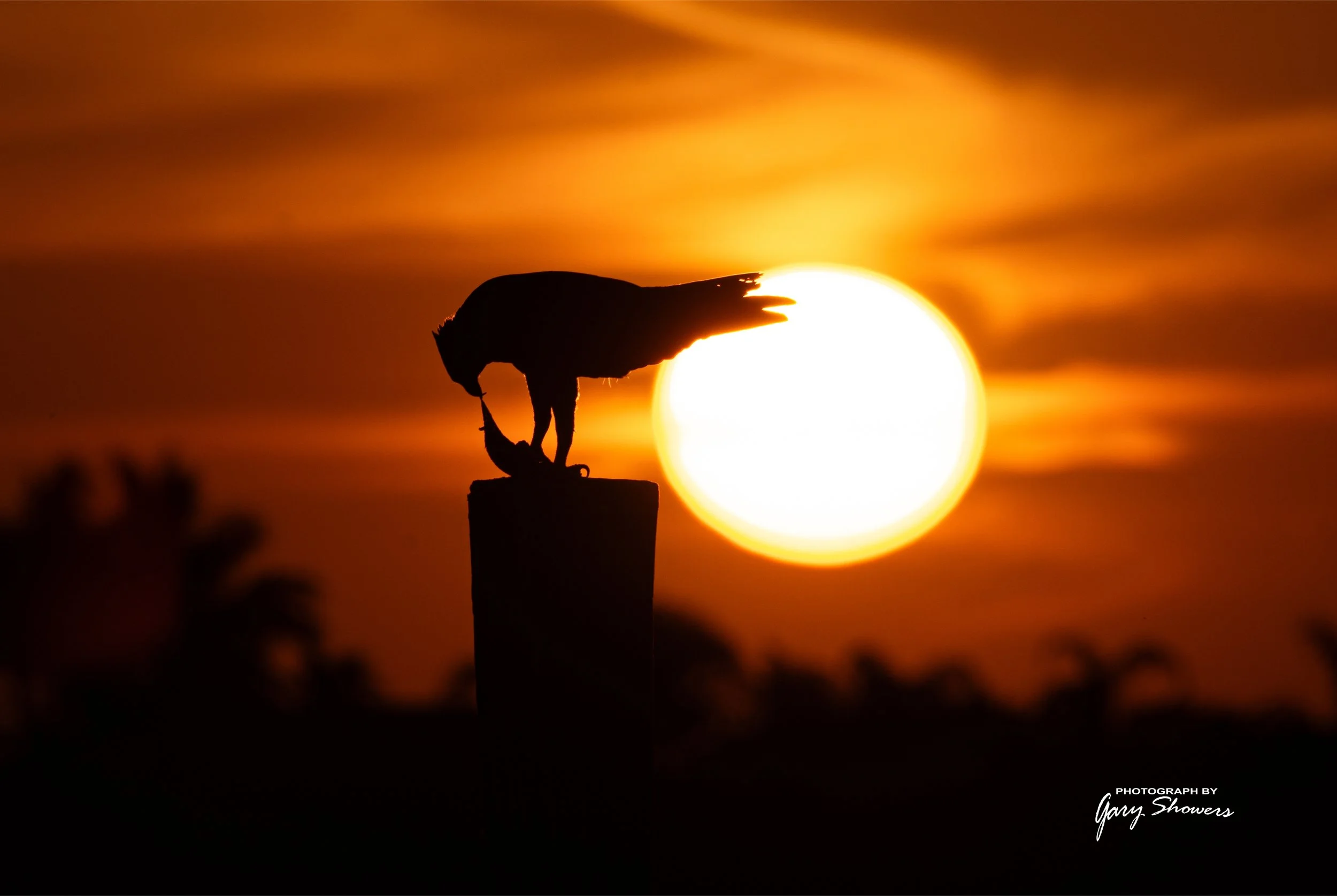 Silhouette of an eagle perched on a post against a large setting sun at sunset, with a colorful orange and yellow sky.