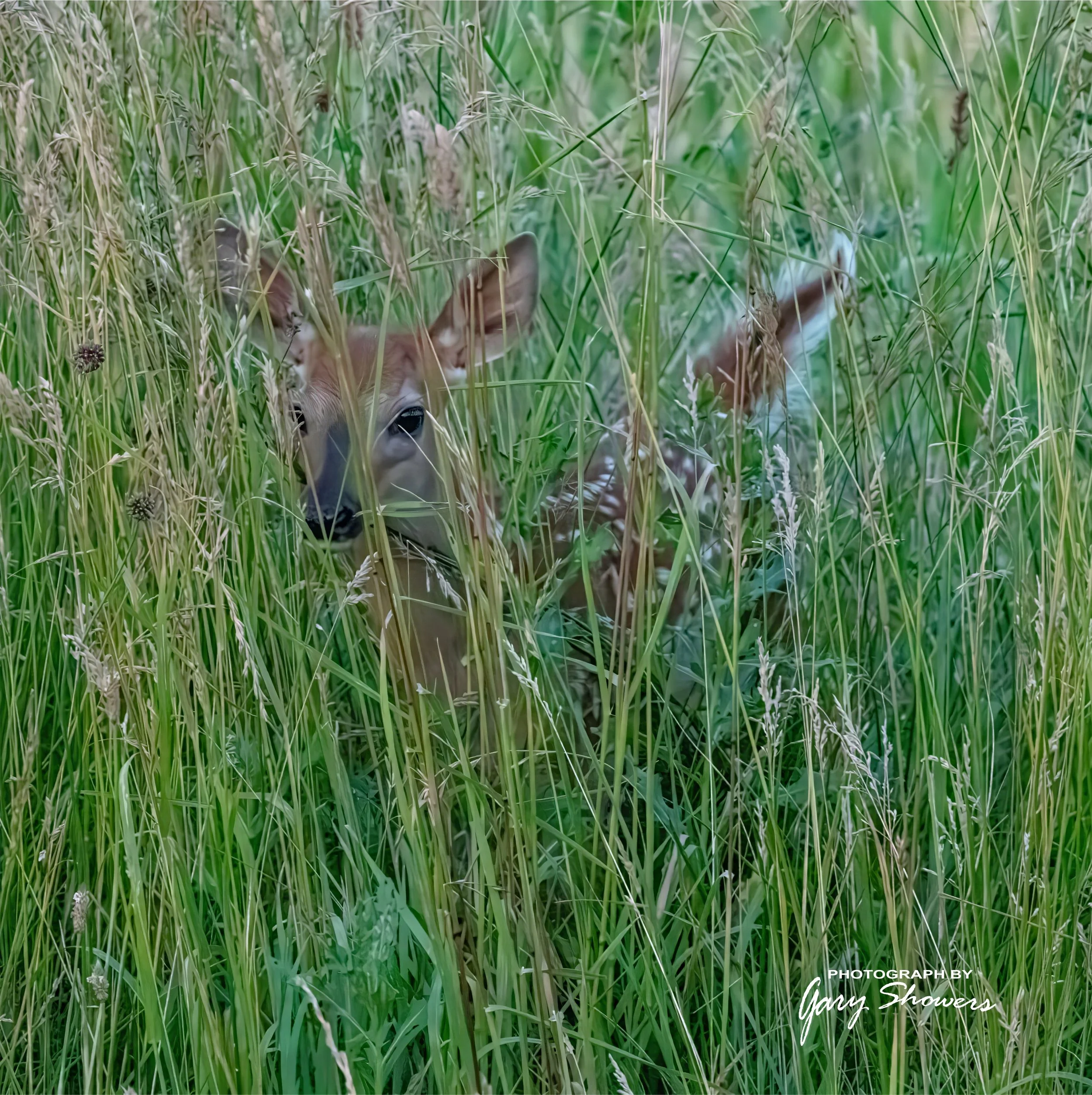 Tall grass fawn metal 12x12