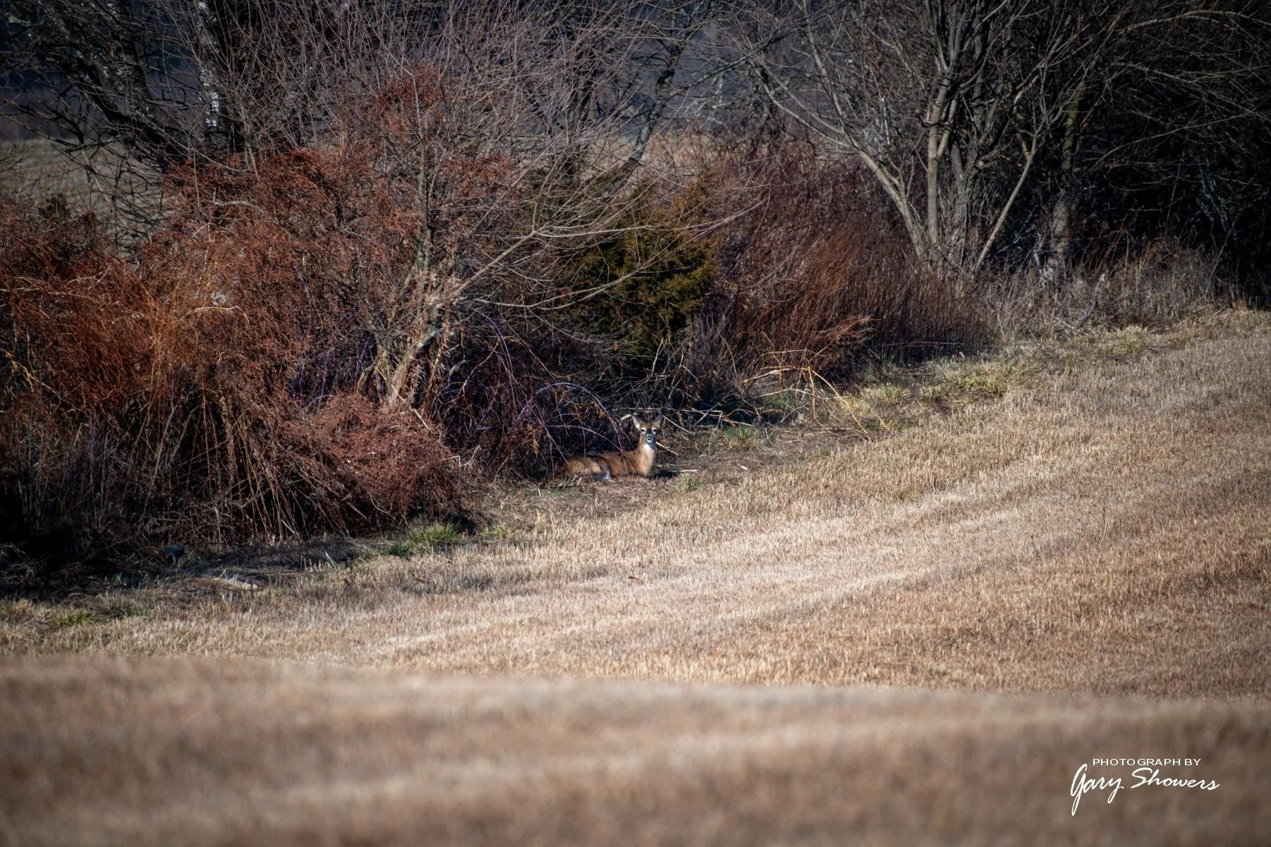 A deer resting near shrubs and trees in a natural setting during daytime.