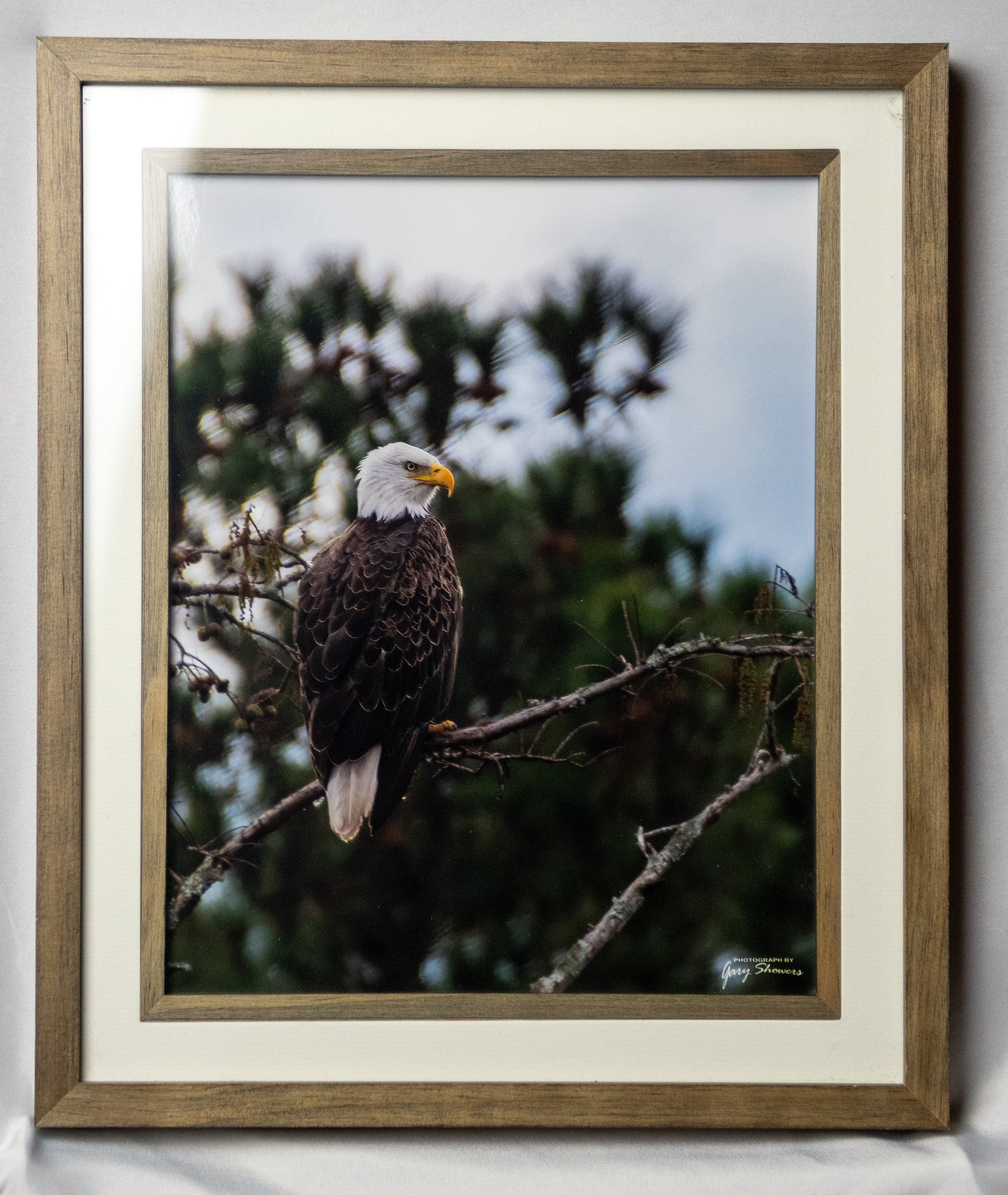 Beautiful eagle on his perch above his fishing spot. Frame 10 1/2"x 12 1/2" with 8"x10" print