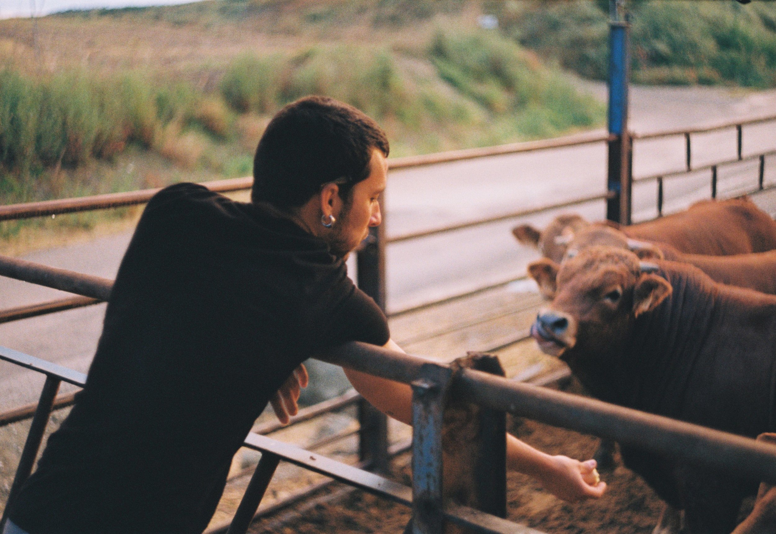 Persona interactuando con vacas en un establo al aire libre.