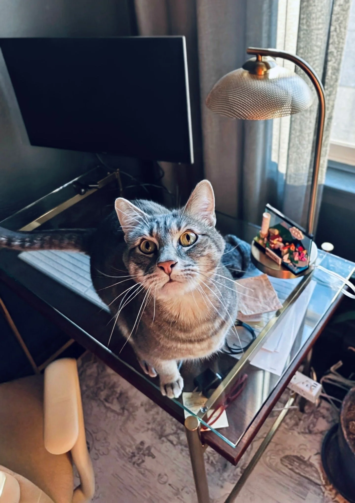 🐾💙 Happy New Year from the team behind the team!
.
This week, meet AMC's extended staff &mdash; our pets &mdash; who practice our Spirited, Collective Effort value instinctively (no training required). They know that the best ideas come from collab