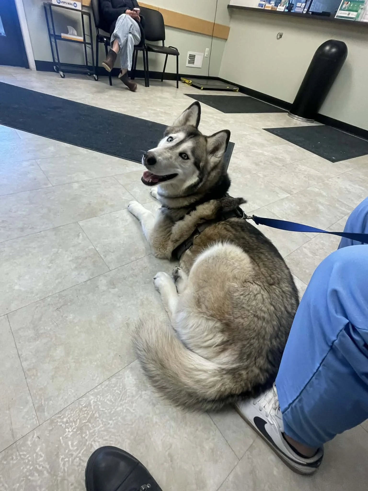 Allie at the vet.jpeg