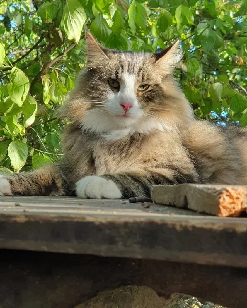 THE MEOW NEVER HONORED