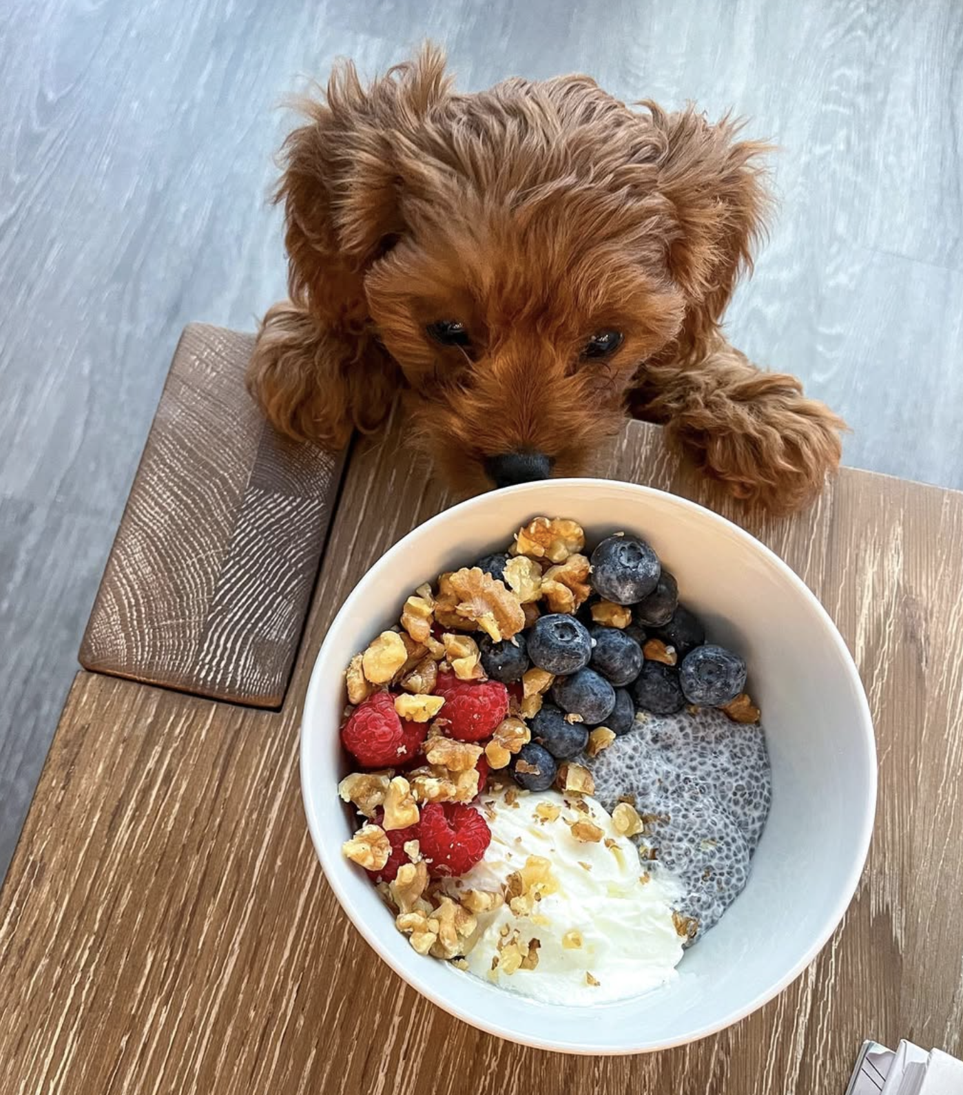 A small brown puppy looks at a bowl of yogurt topped with blueberries, raspberries, granola, and chia seeds on a wooden table.