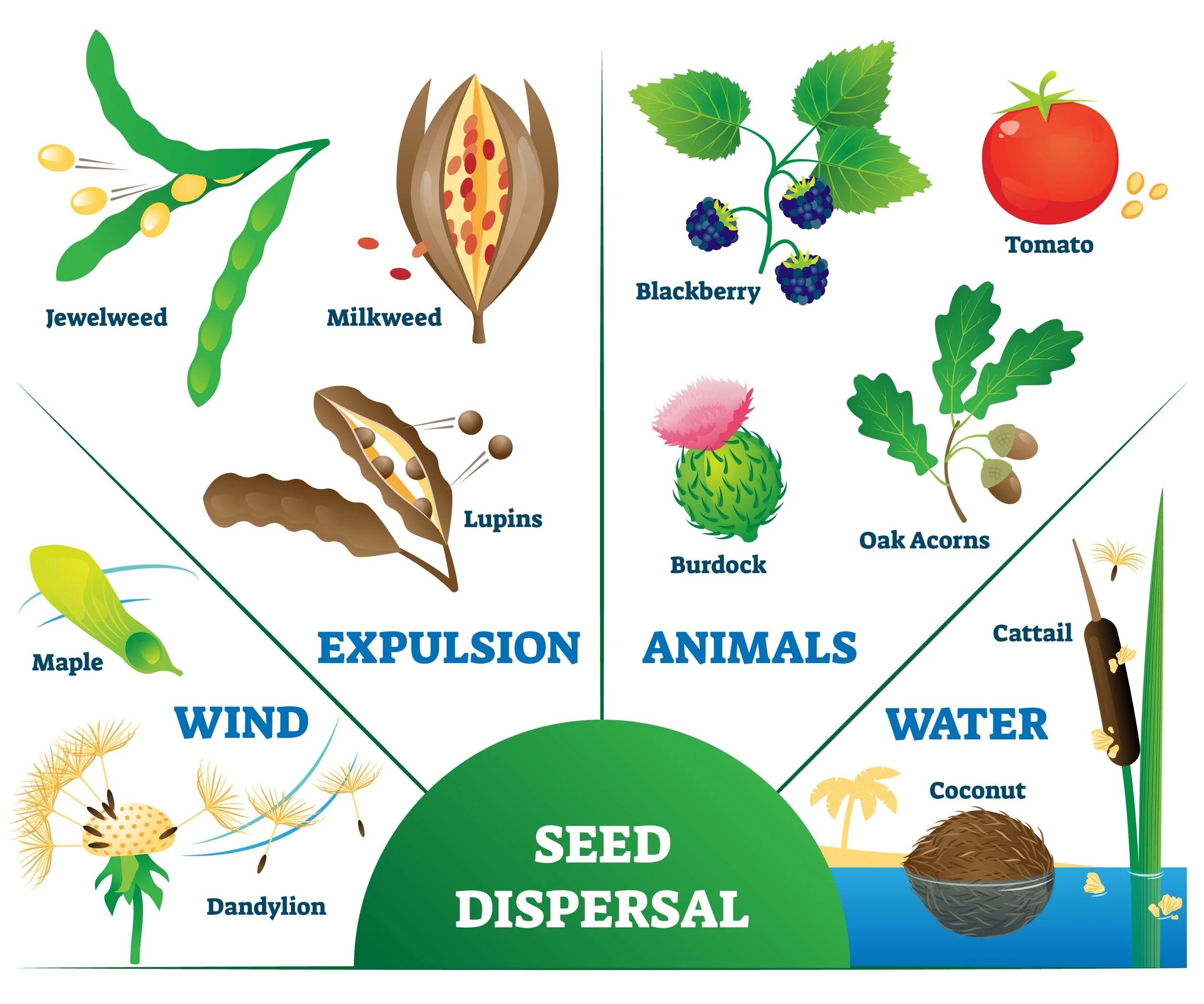 From a Leaf to Our Food: Seed Dispersal is the Life Key