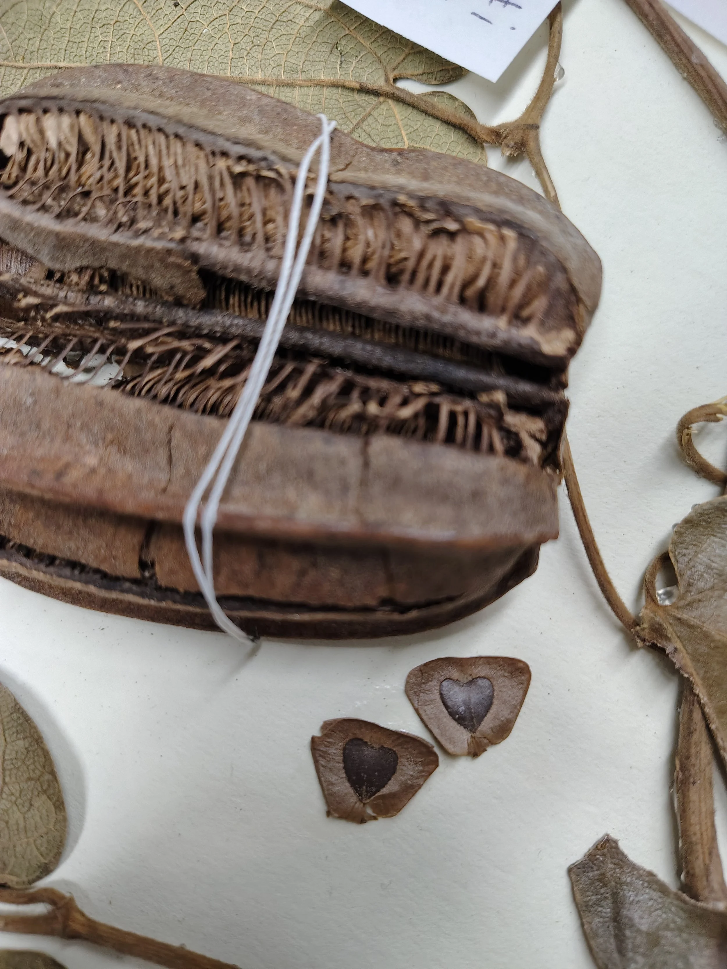 The Forest Paradox: Which Came First, the Seed or the Plant?