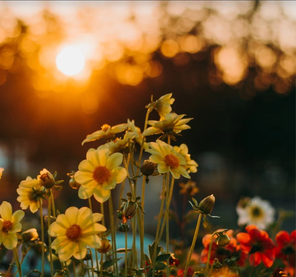 Bloom & Balance: A Spring Equinox Paint & Sip 🌸⚖️