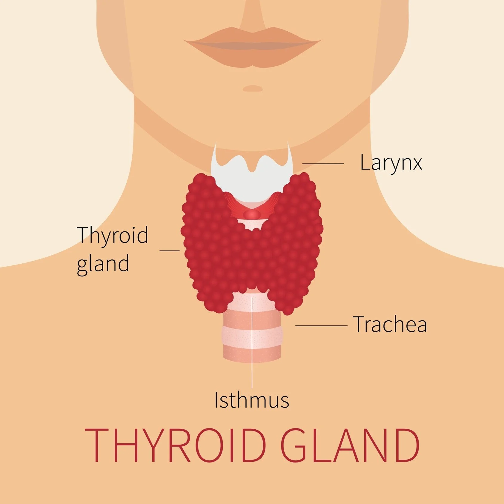 What’s a Thyroid Gland and What Is Its Function?